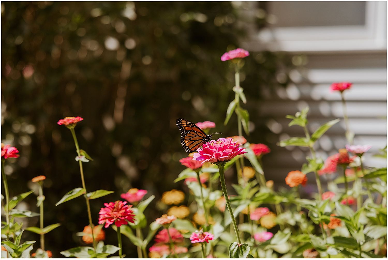 Pink zinnias in garden with monarch butterfly perched on bloom.