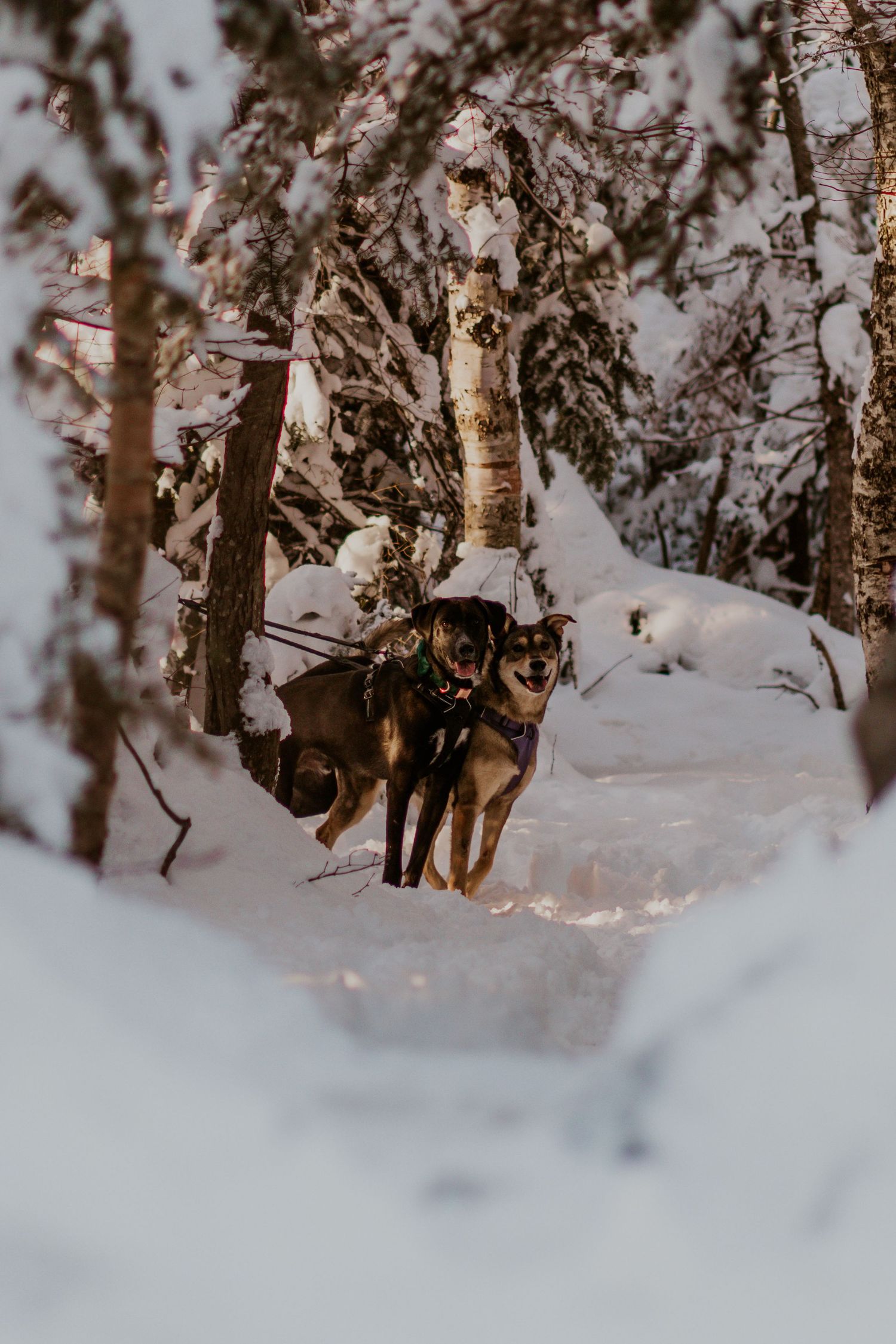 Franconia Notch State Park Elopement Photos