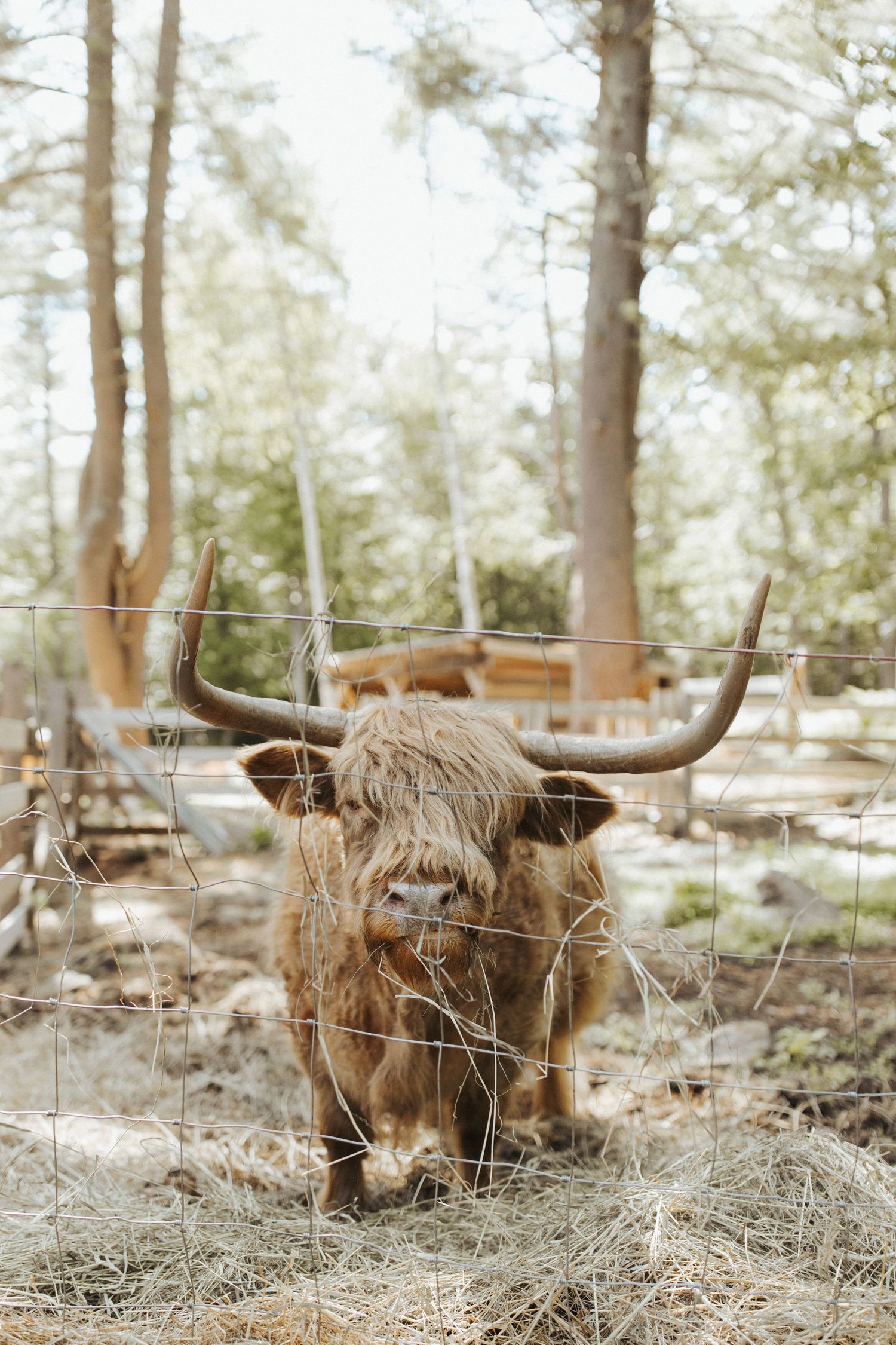 Highland cattle with long horns graze in a wooded area behind a wire fence.