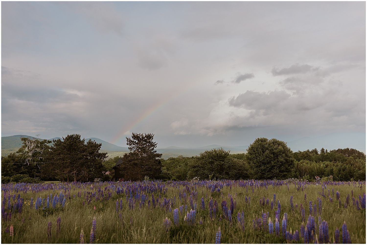 A panoramic view of a purple lupine field under cloudy skies.