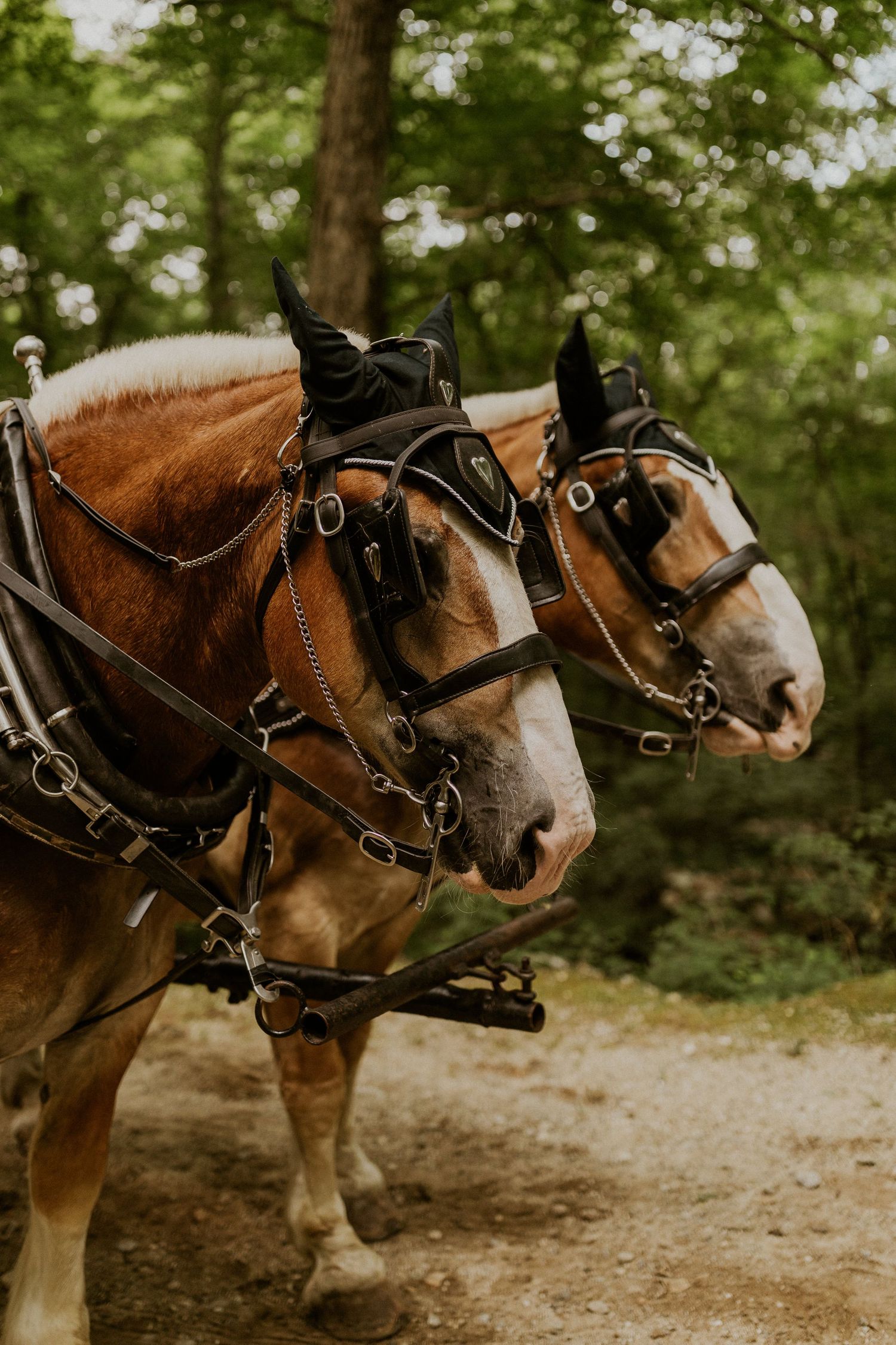 Four draft horses with black bridles and harnesses standing in line on a forest path.