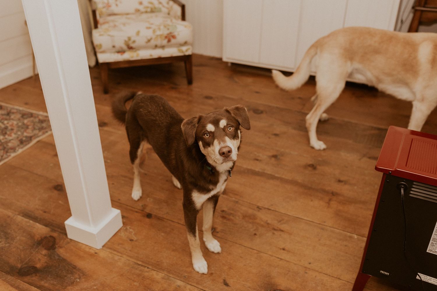 Moose looking at the camera during the getting ready process.