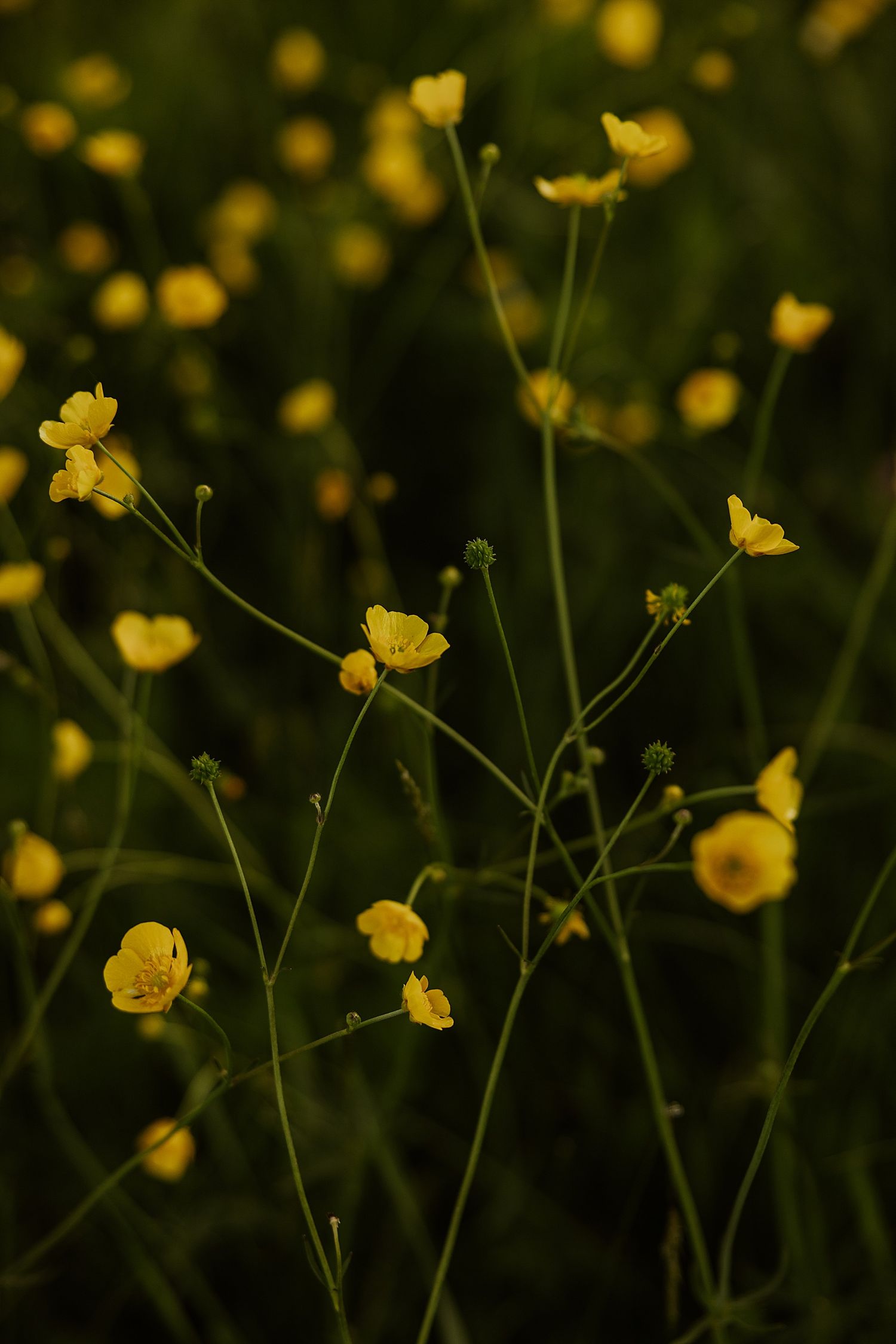 A field of bright yellow buttercup wildflowers in New Hampshire