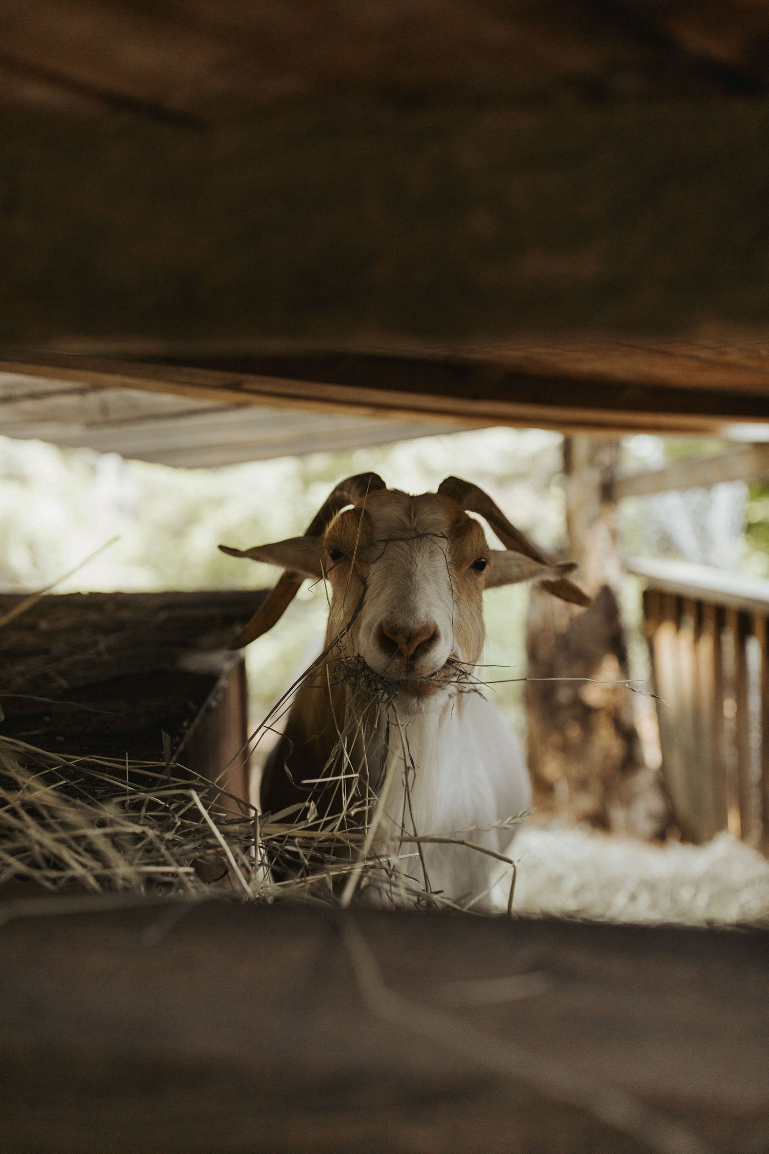 Goats peek out from under a wooden structure while eating hay in a rustic farm setting.