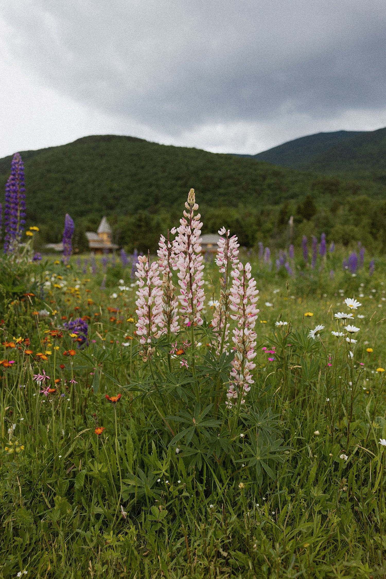 Pink lupine wildflowers bloom in a colorful NH meadow with purple lupines, green hills, and cloudy skies in the background.