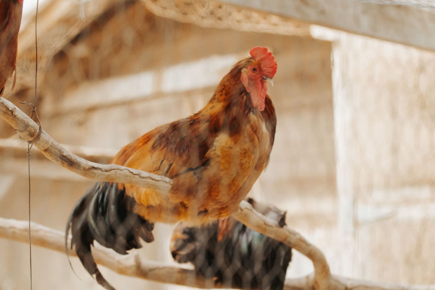 Brown and red chickens perch on wooden roosts in a coop.