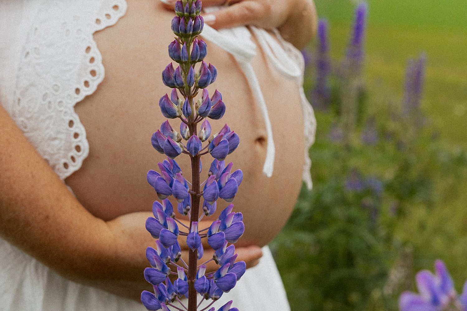Pregnant woman in a white dress holding a purple lupine flower against her bare baby bump in a field in New Hampshire