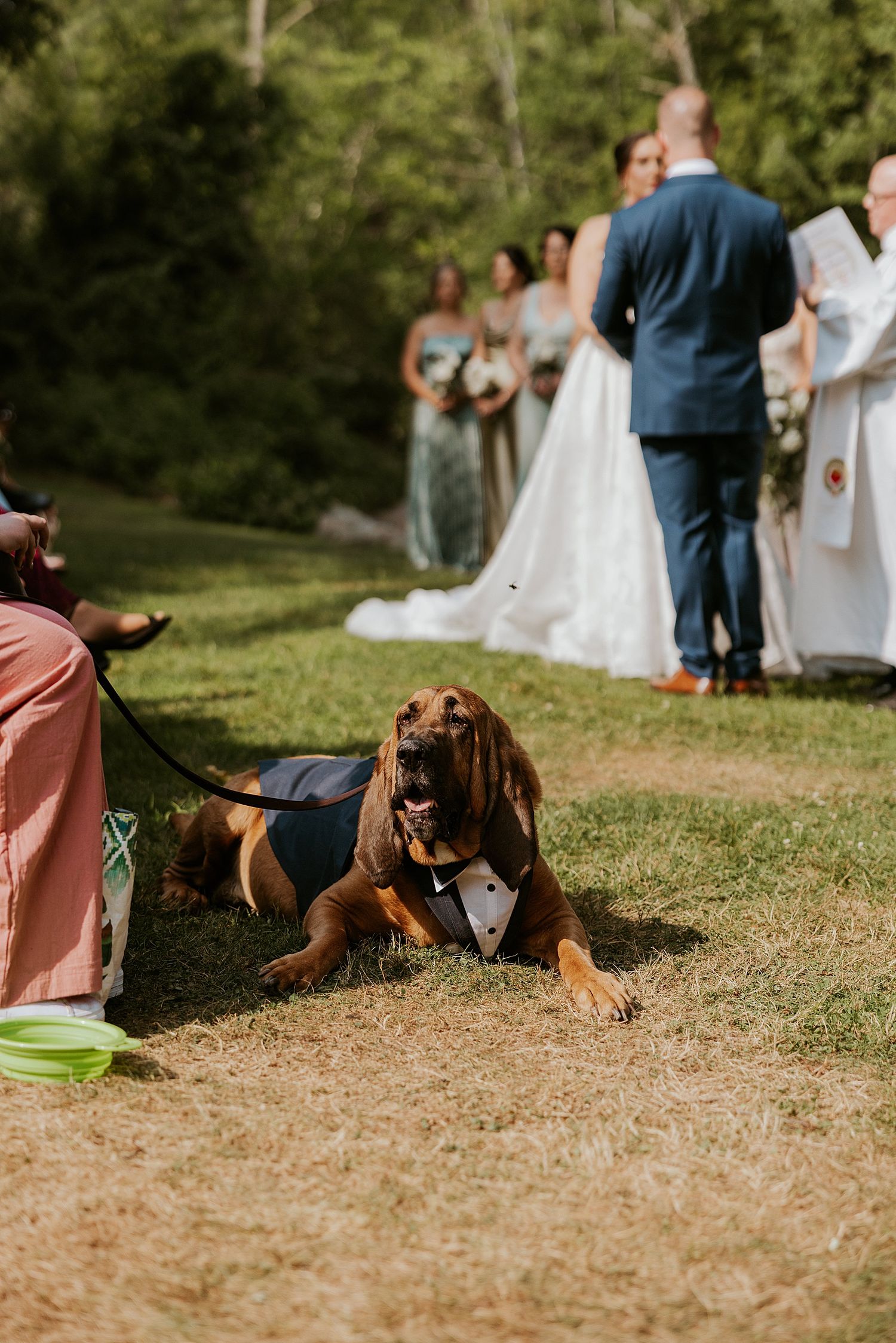 Bloodhound dog dressed in a tuxedo outfit lying on grass during an outdoor wedding ceremony in NH