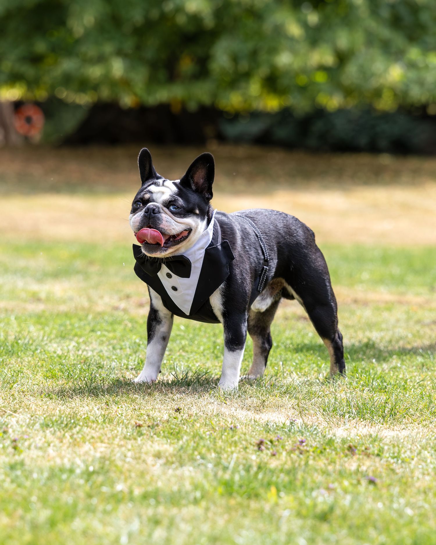 A dapper Boston Terrier wearing a tuxedo vest stands proudly on green grass with trees in the background.