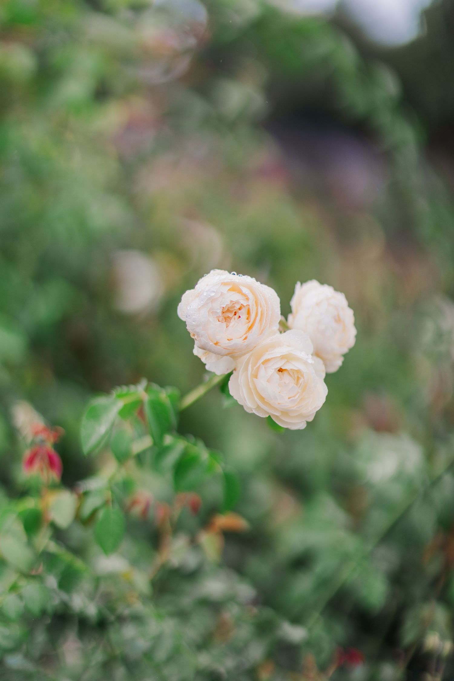 Delicate peach-colored roses bloom in soft focus against a blurred green garden background.