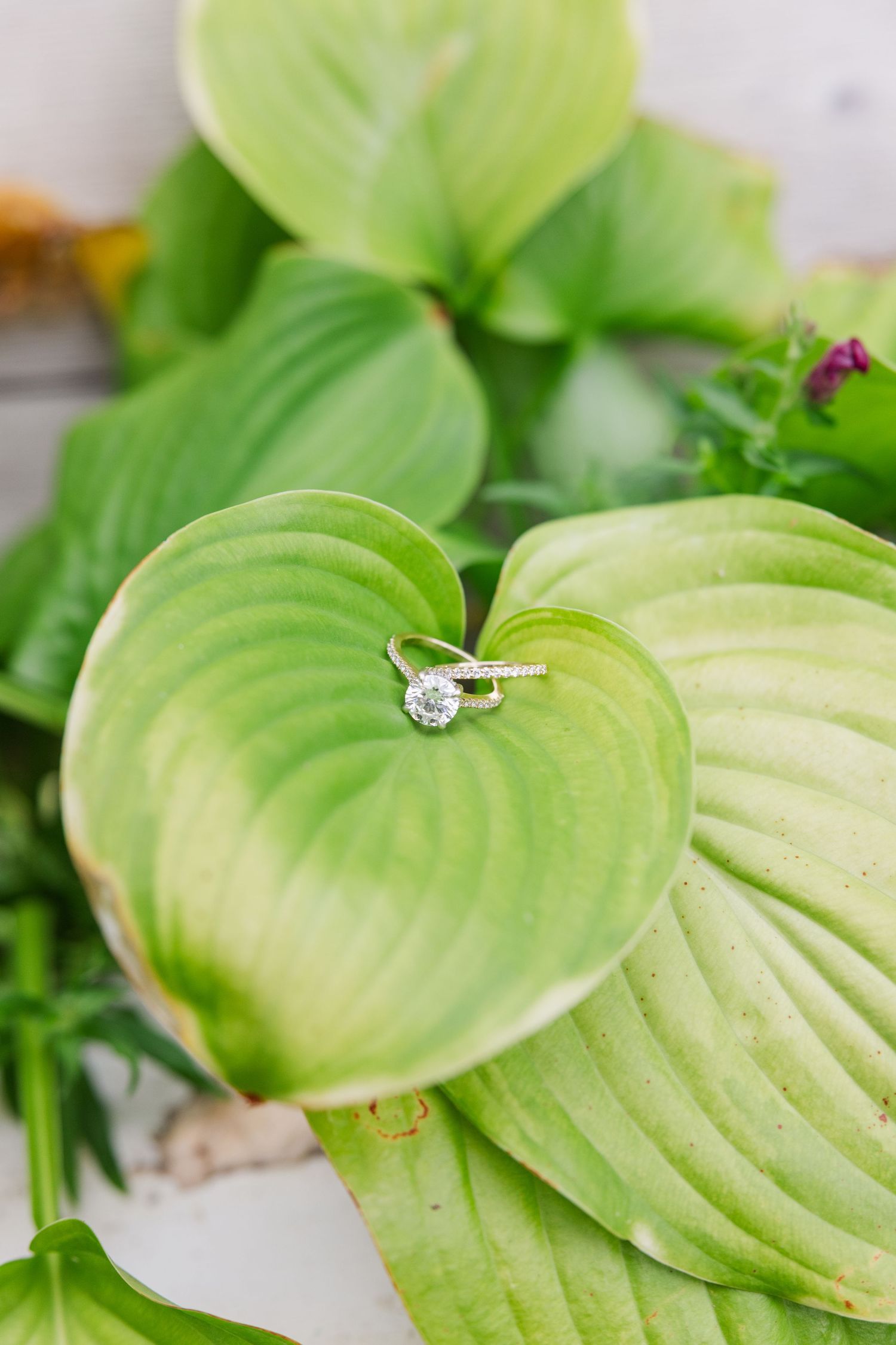 Diamond engagement ring sparkling on a fresh green hosta leaf in natural lighting.