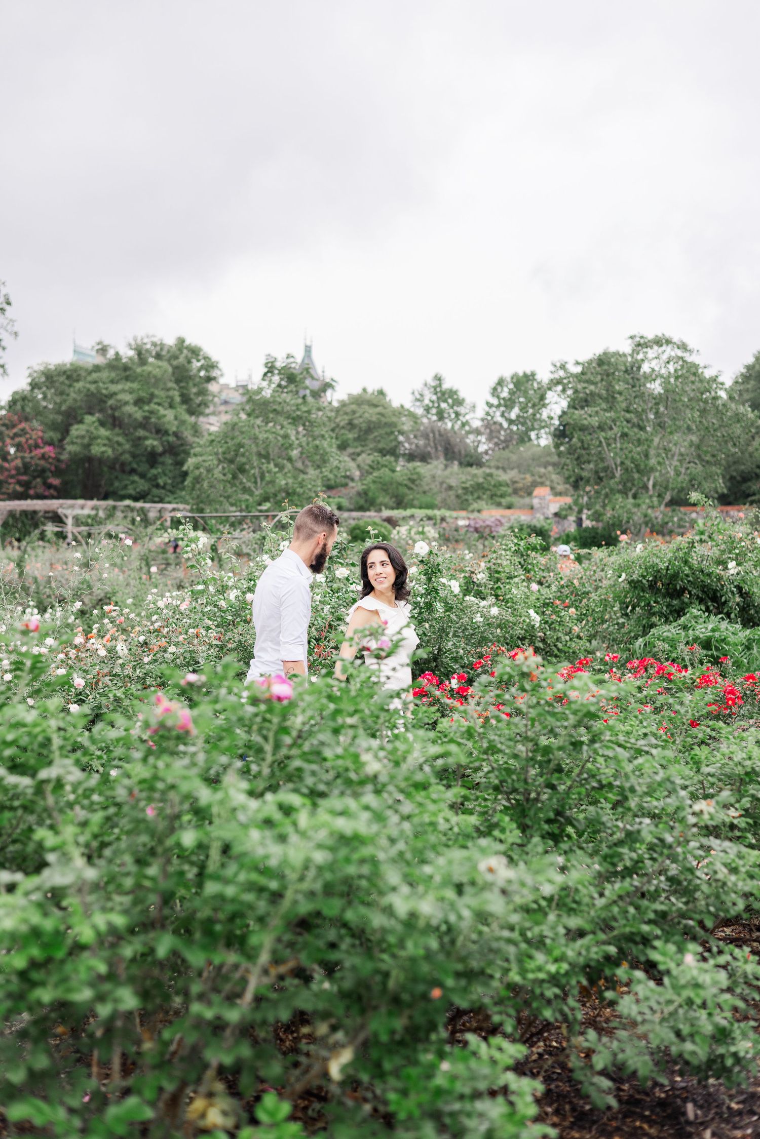 Romantic garden scene with blooming rose bushes and greenery on a misty day.
