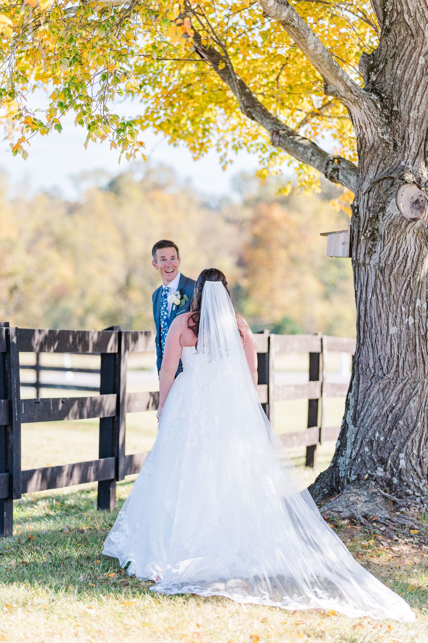 Fall wedding portraits under trees with golden yellow leaves and rustic wooden fence.