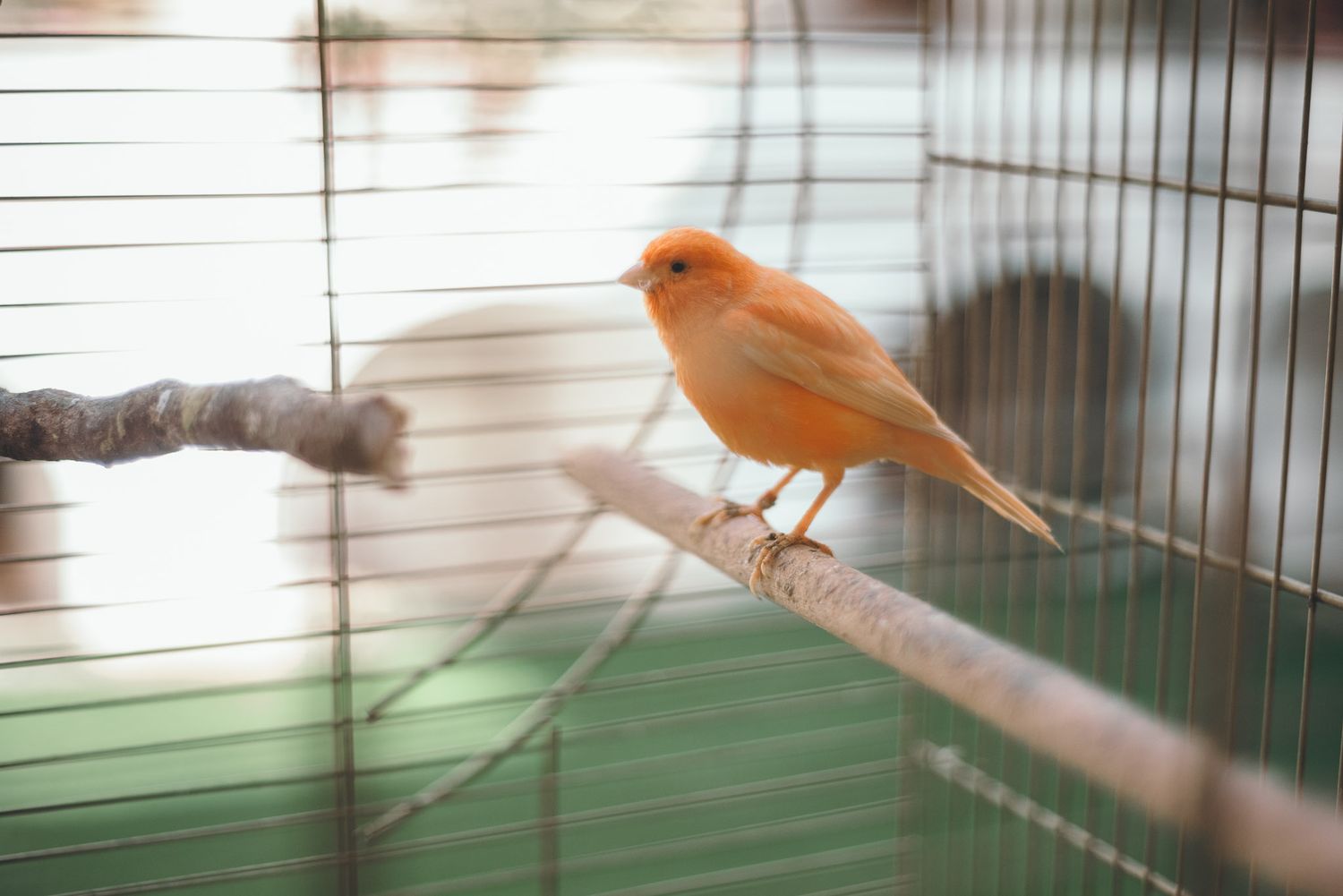 Orange canary bird perched on a branch inside a cage.