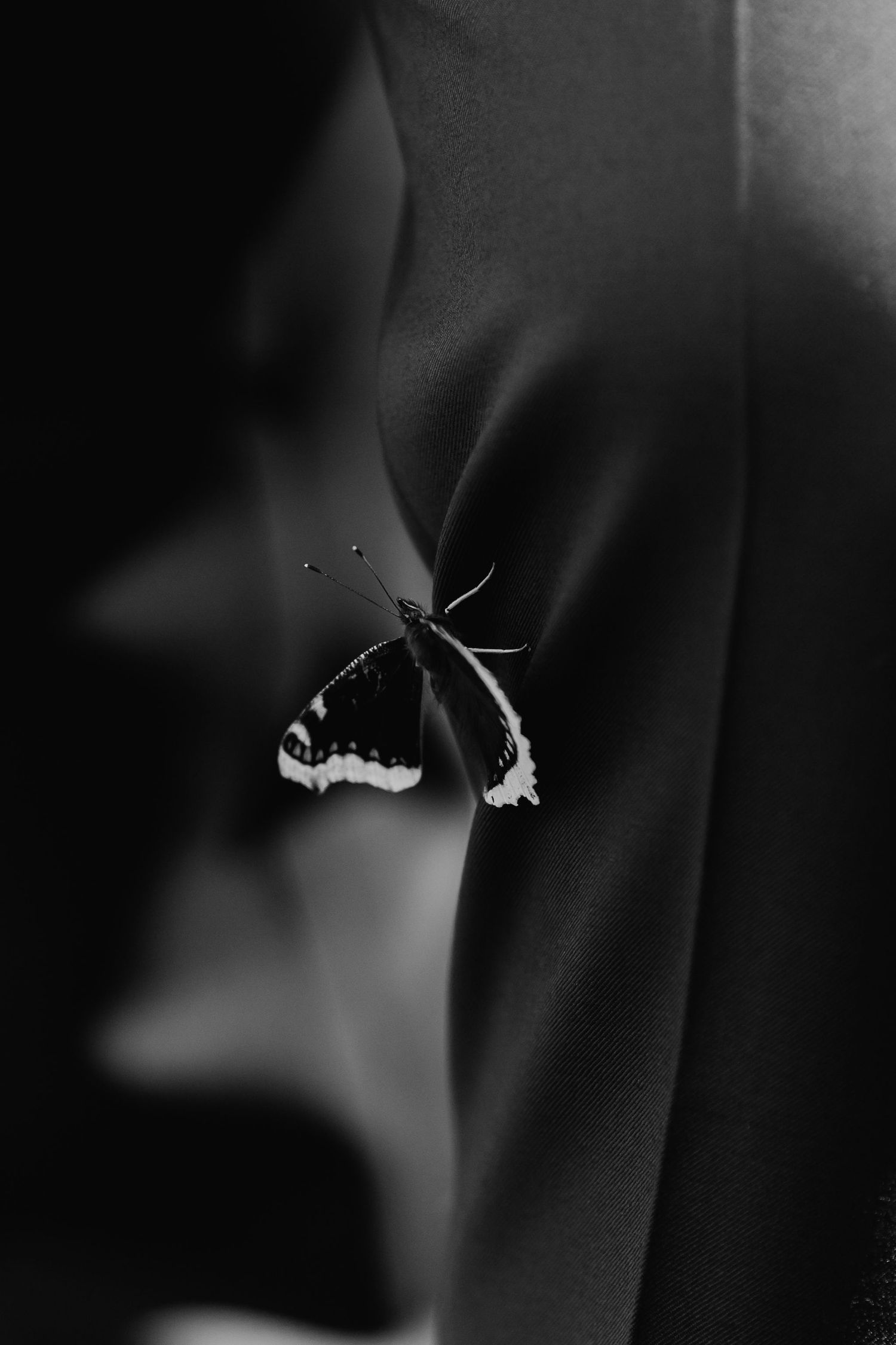 Delicate black and white macro photo of a butterfly resting on a dark fabric wedding suit lapel.