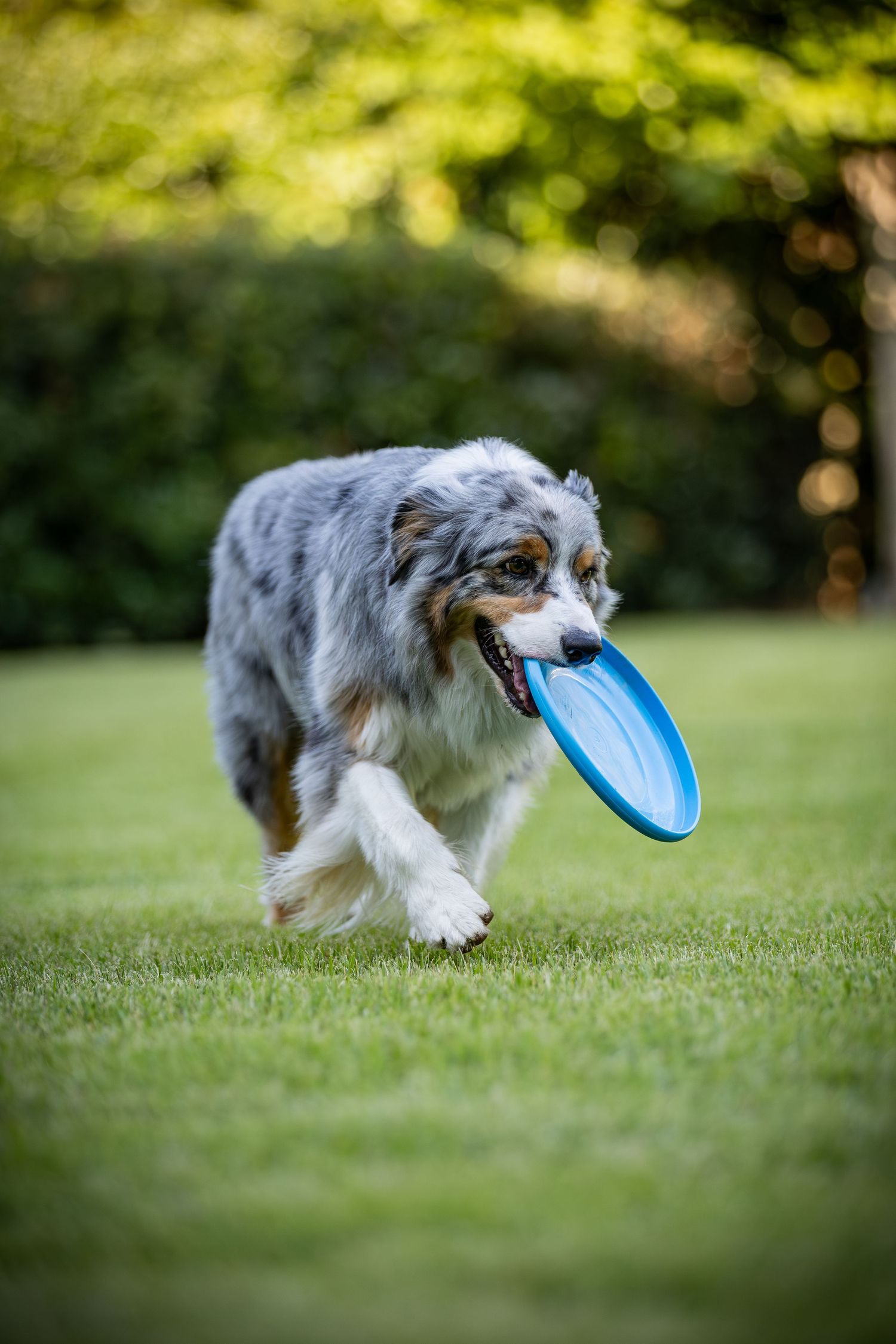 Australian shepherd dog running with blue frisbee in grassy yard.