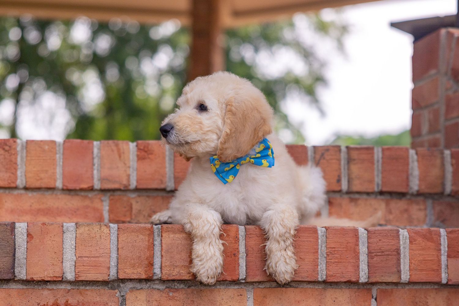 Golden doodle puppy posing on brick wall with blue collar.