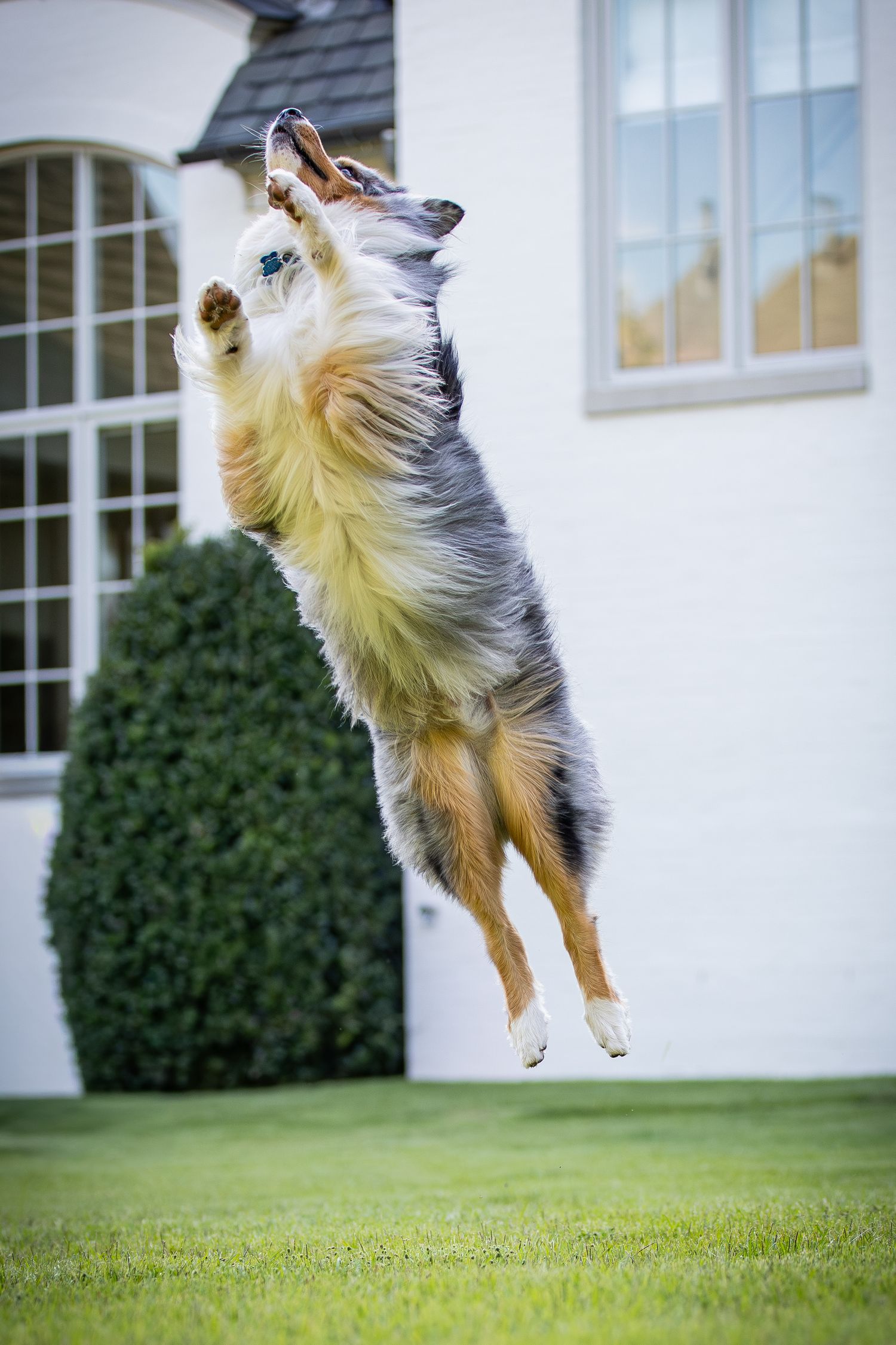 Australian shepherd jumping vertically with front paws extended against white house background.