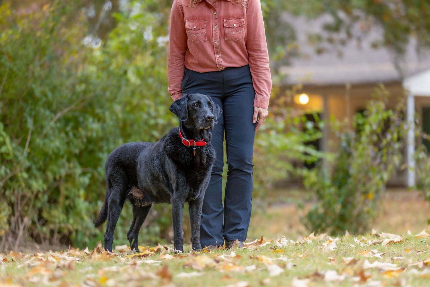 Two black dogs playing together in a yard with fallen autumn leaves.