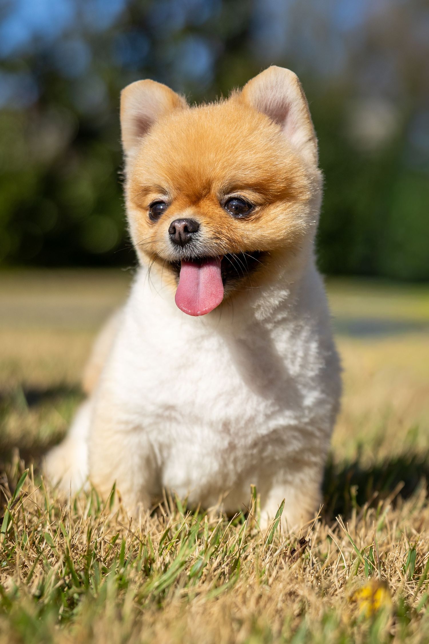 Smiling Pomeranian dog lounging in grass during sunny outdoor photoshoot.