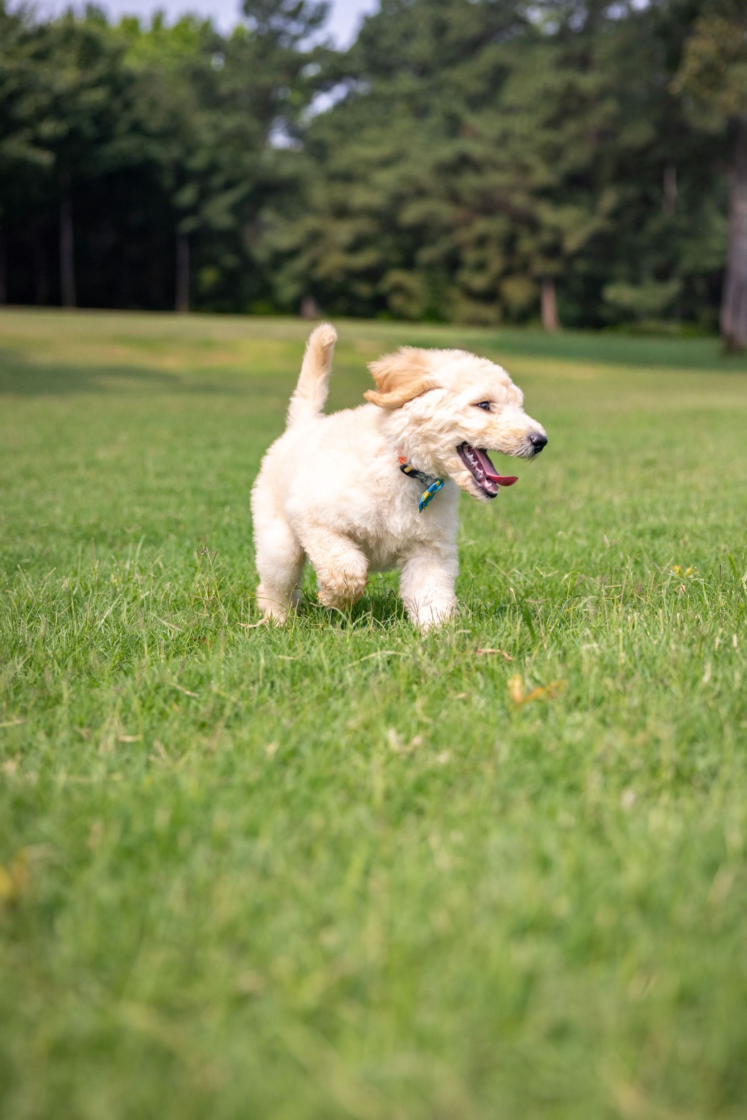 Golden doodle dog playing and running in a grassy field.