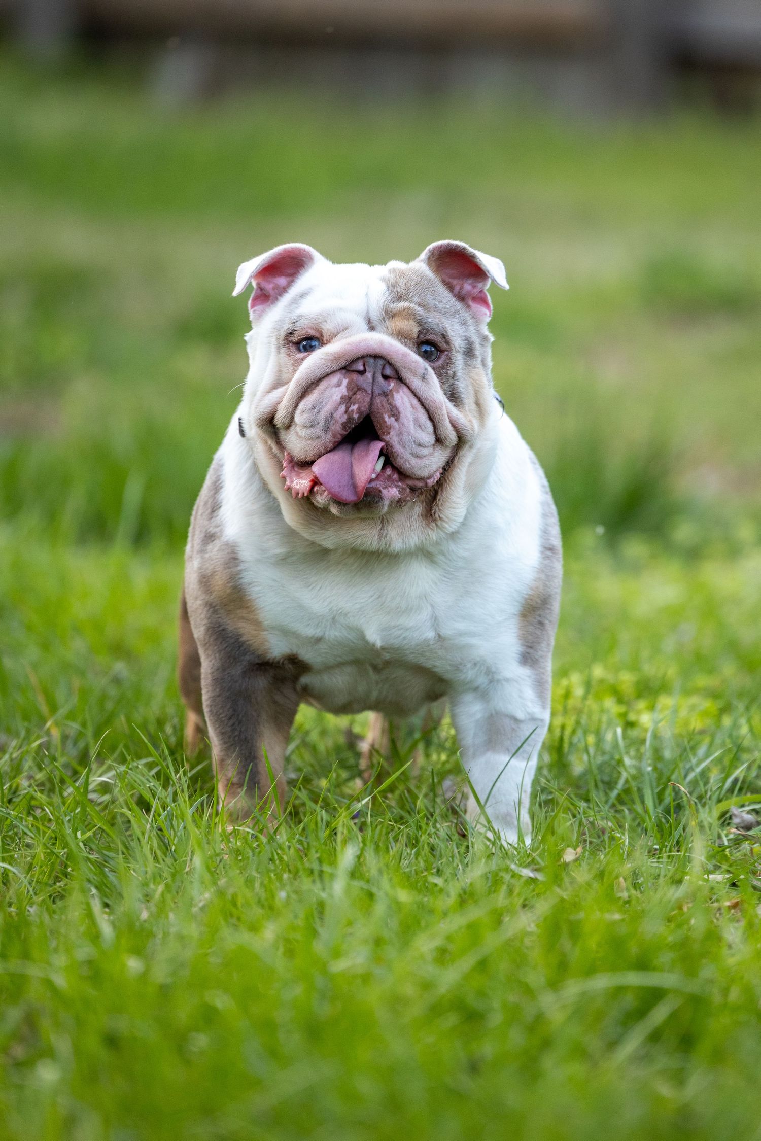A white English bulldog puppy with wrinkled face and pink tongue playing in green grass on a sunny day.