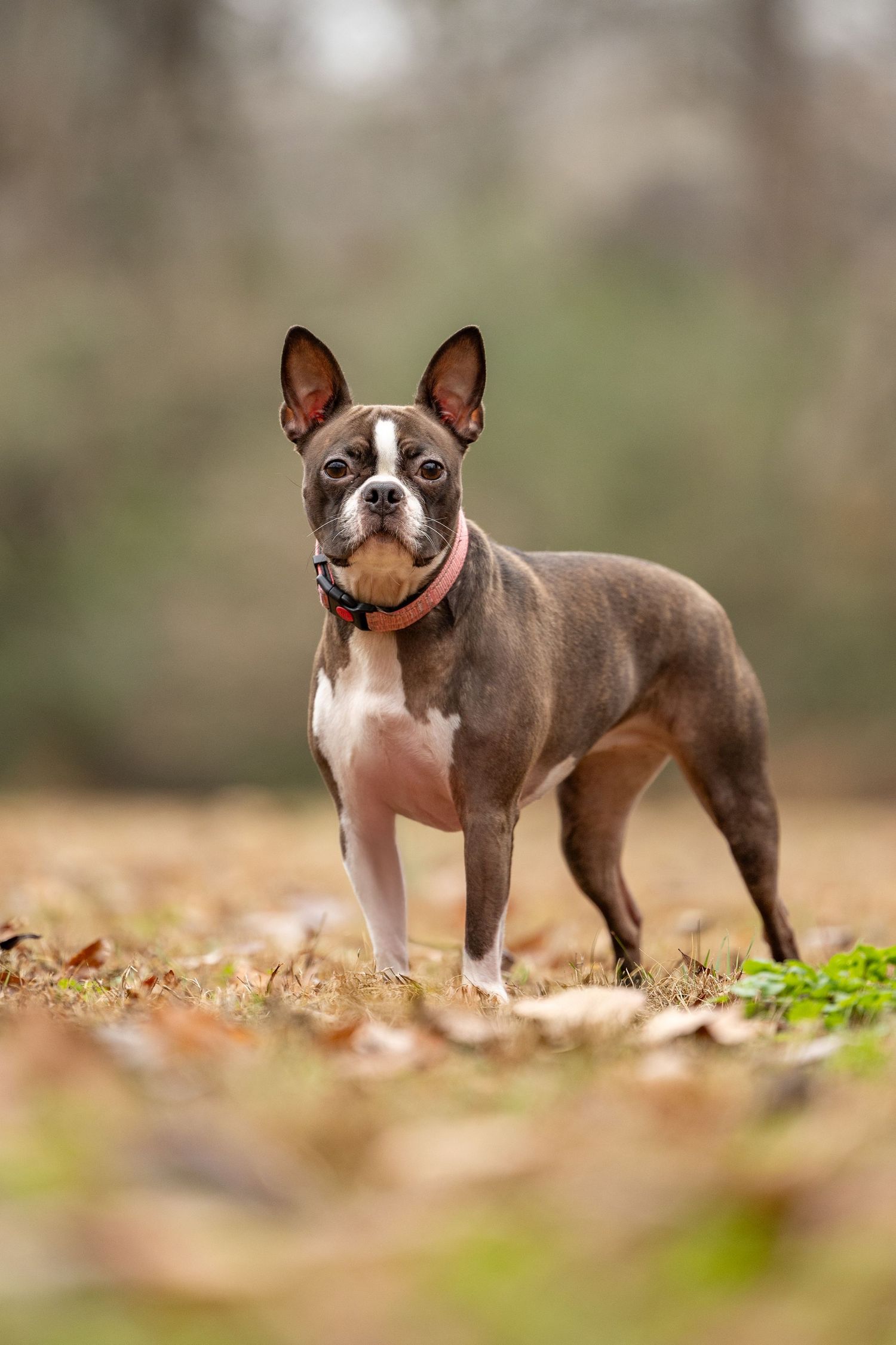 Boston Terrier standing in autumn leaves with alert expression and pointed ears.