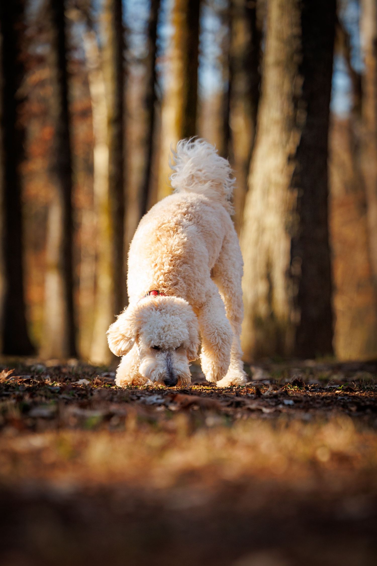 White fluffy dog playing and exploring in a forest with fallen autumn leaves and tree trunks in the background.