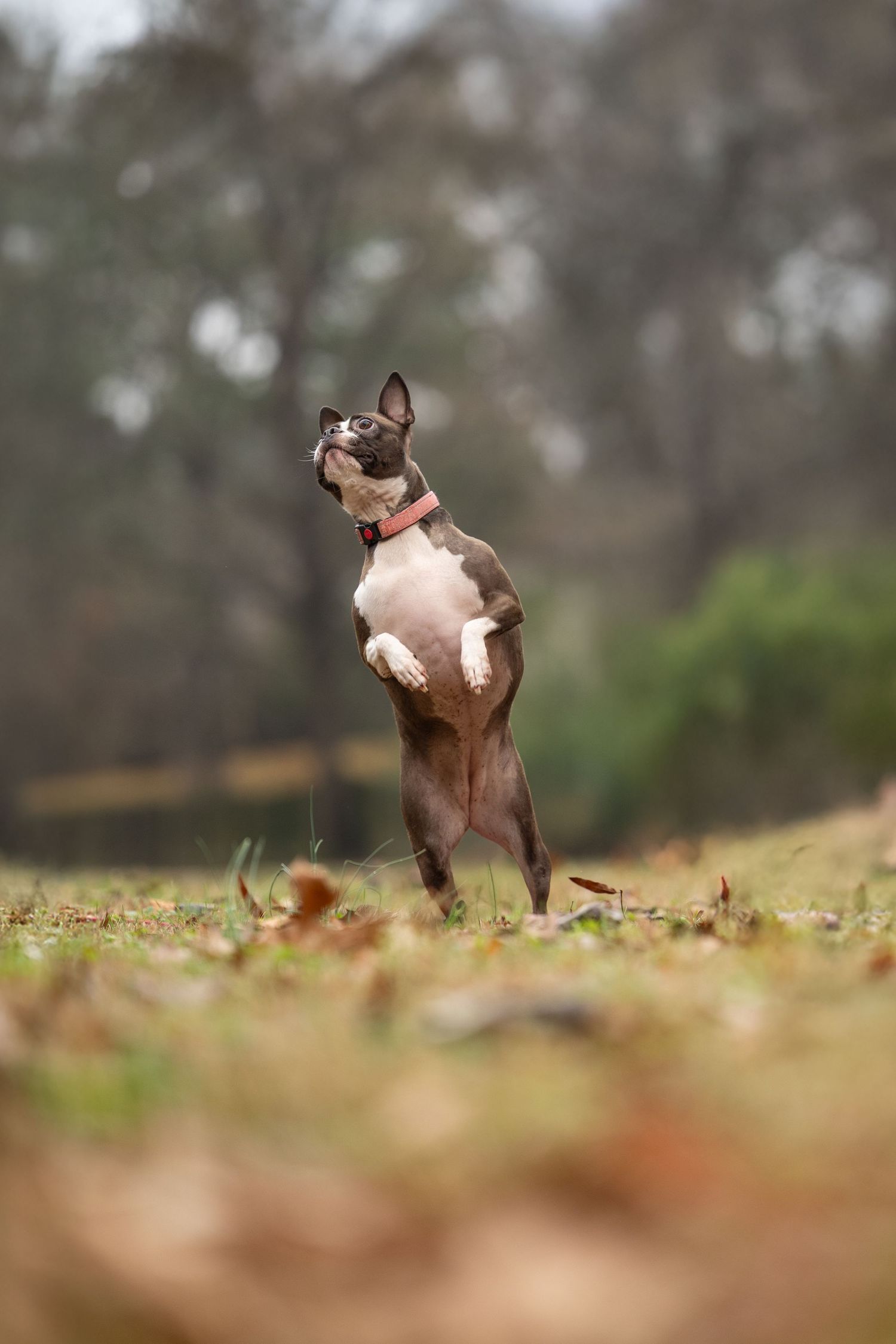 Brown and white Boston Terrier dog standing on hind legs in playful pose outdoors with blurred natural background.