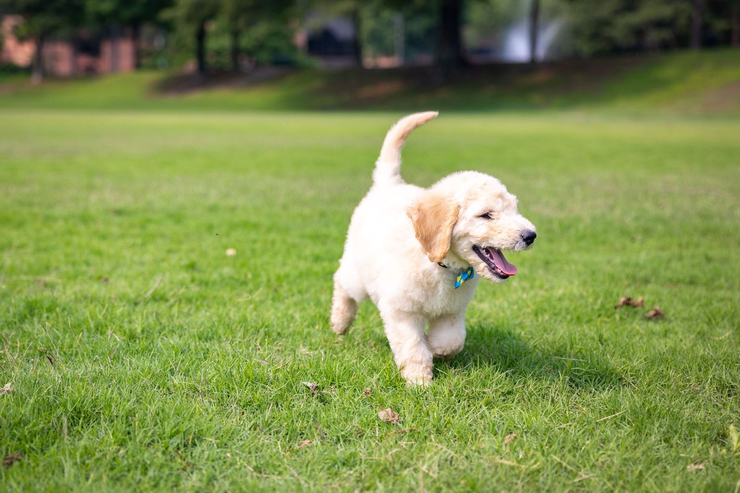 Playful golden doodle running and playing in a spacious green field.