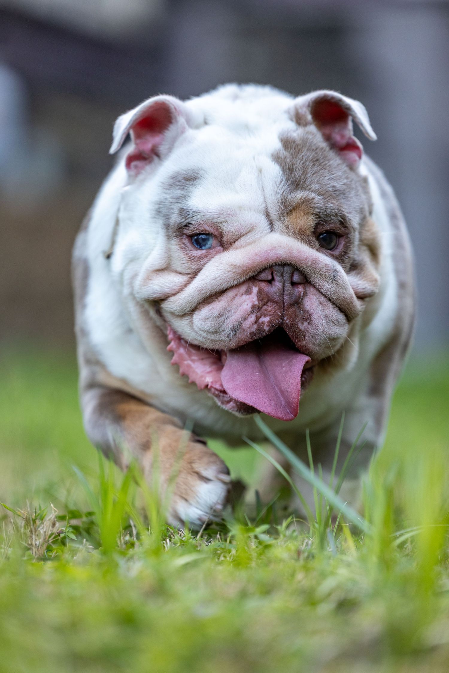 A happy white and brown English Bulldog with a pink tongue sticking out poses in green grass on a sunny day.