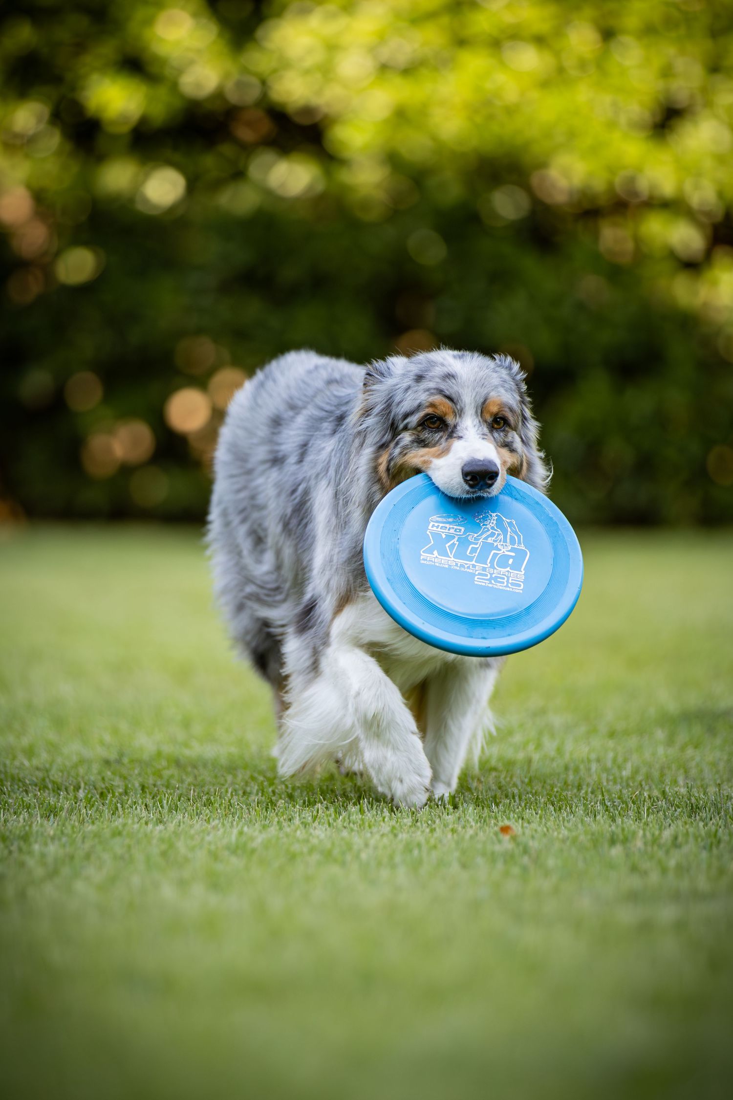 Australian shepherd carrying blue frisbee while trotting on green lawn.