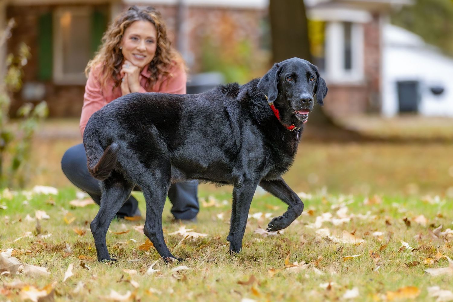 Two black dogs running and playing in fallen leaves during autumn.