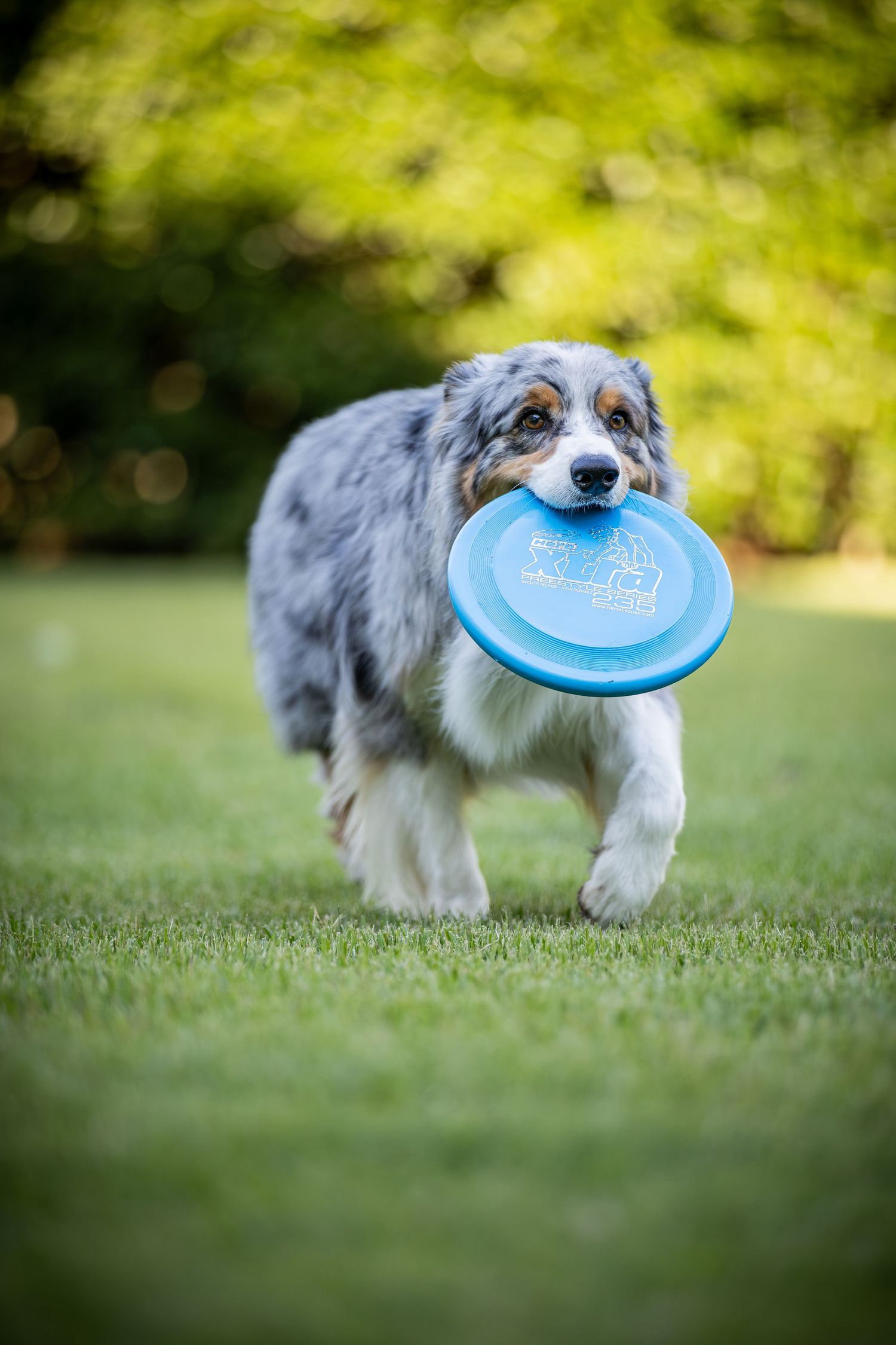 Australian shepherd carrying blue disc while running across green lawn.
