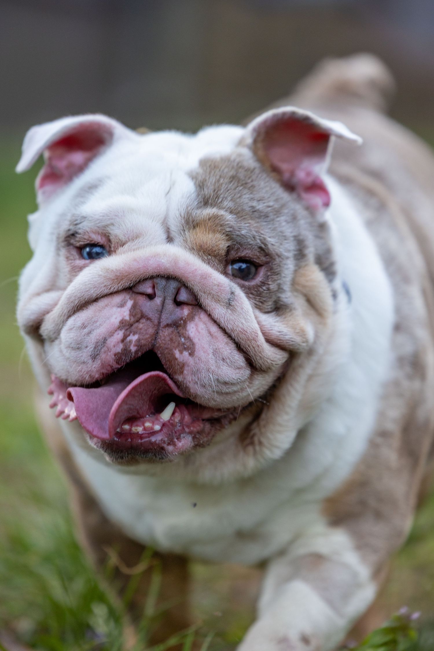 A series of close-up shots showing a smiling English bulldog with wrinkled features and a pink nose against a blurred background.