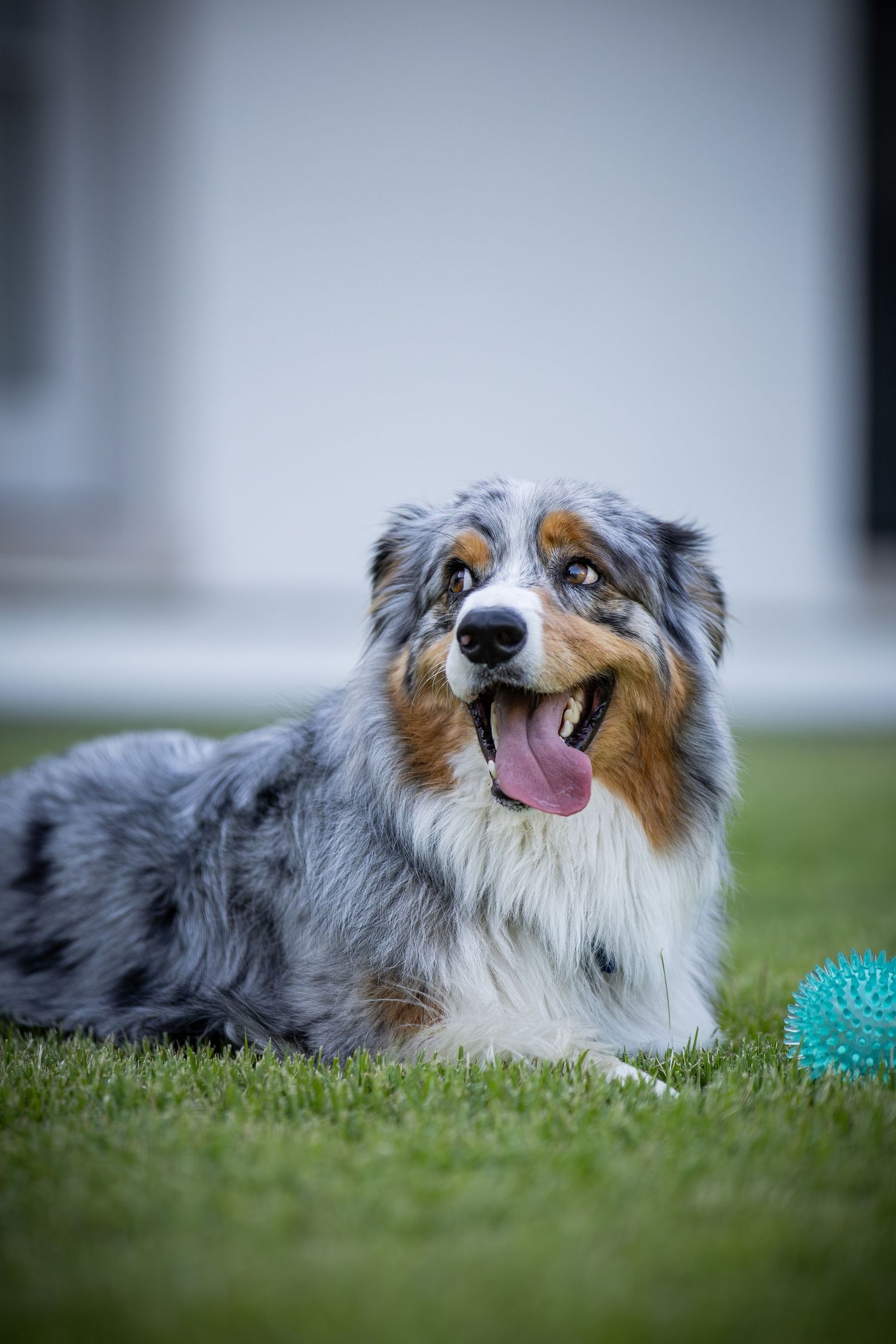 Australian shepherd lying on grass with blue ball toy and happy expression.