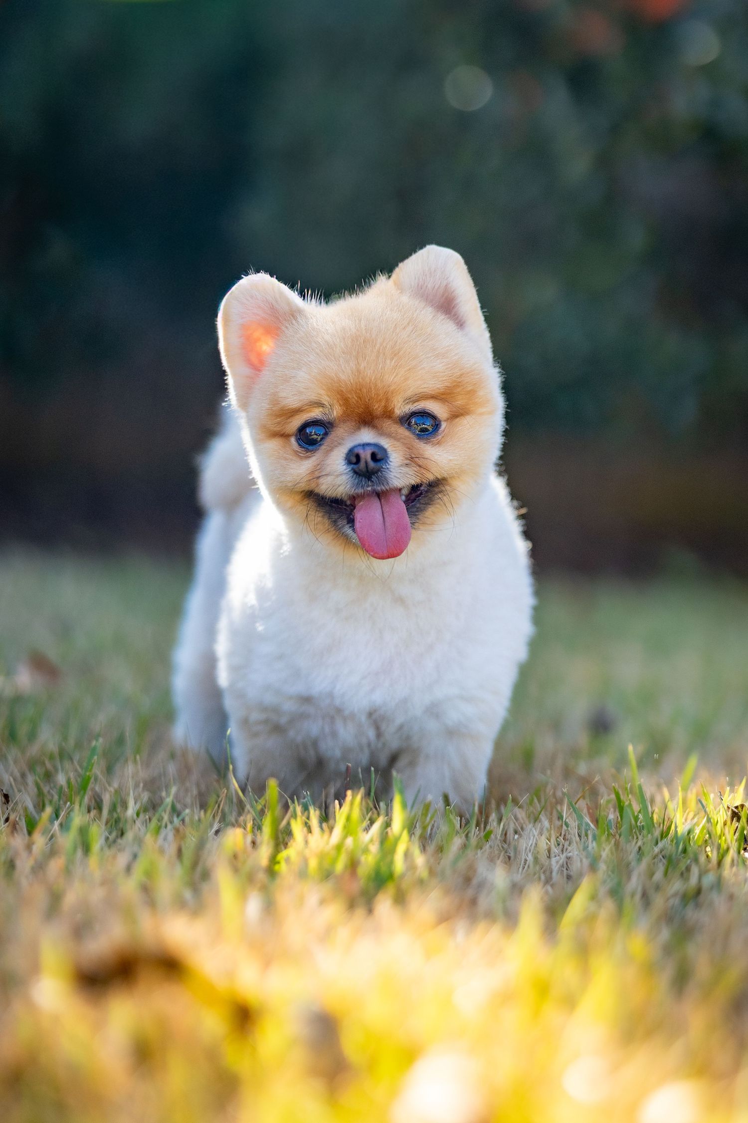 Adorable Pomeranian dog with fluffy cream fur sitting in grass during golden hour.