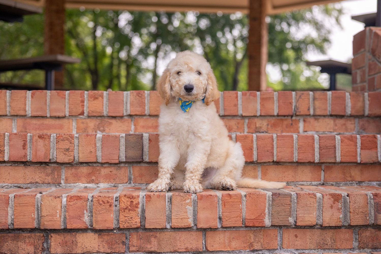 Golden doodle puppy sitting attentively on a brick wall.
