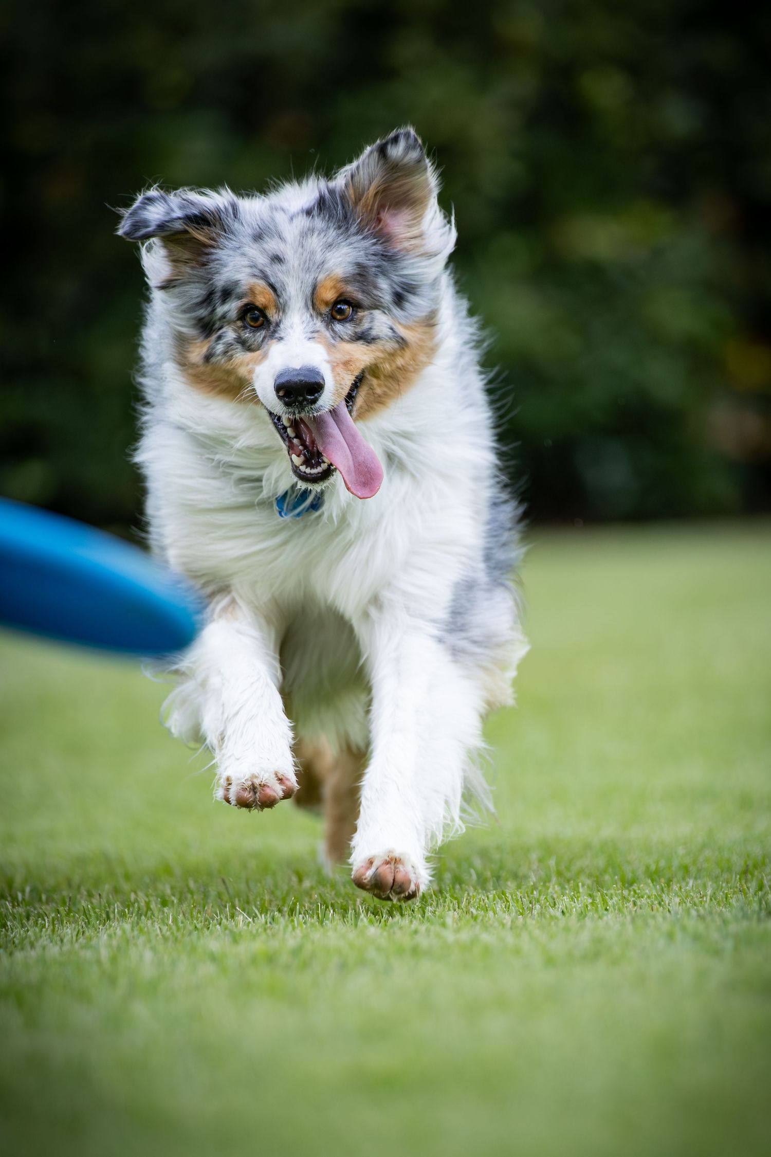Australian shepherd dog running and jumping on green grass with tongue out.