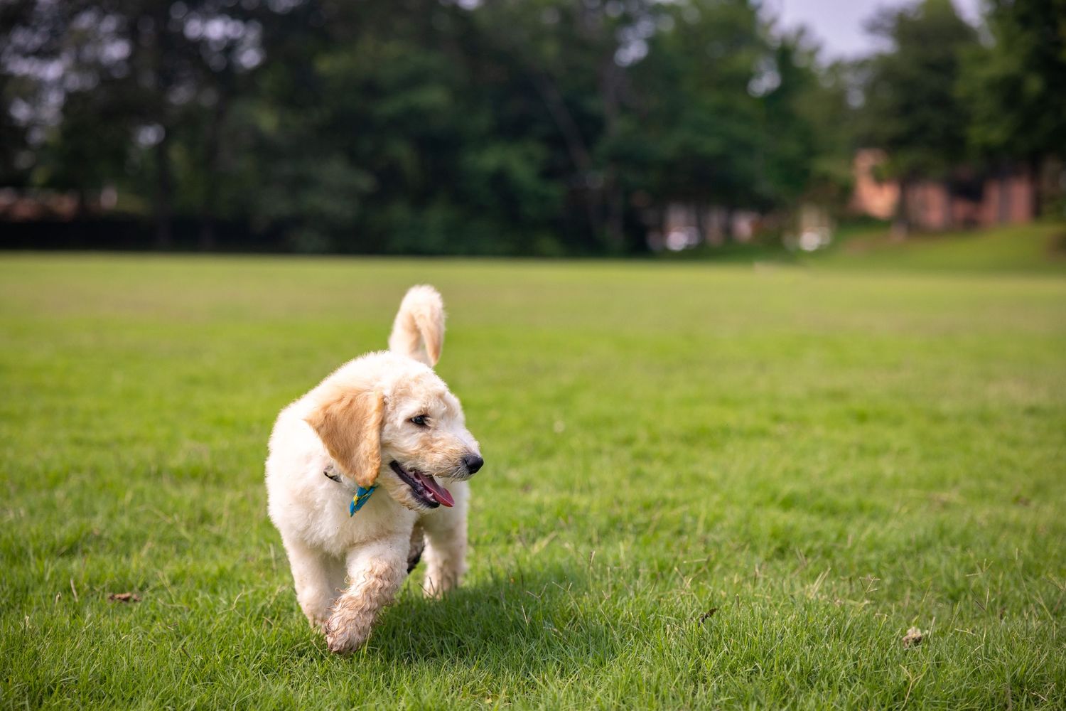 Golden doodle puppy exploring a large grassy field on a summer day.