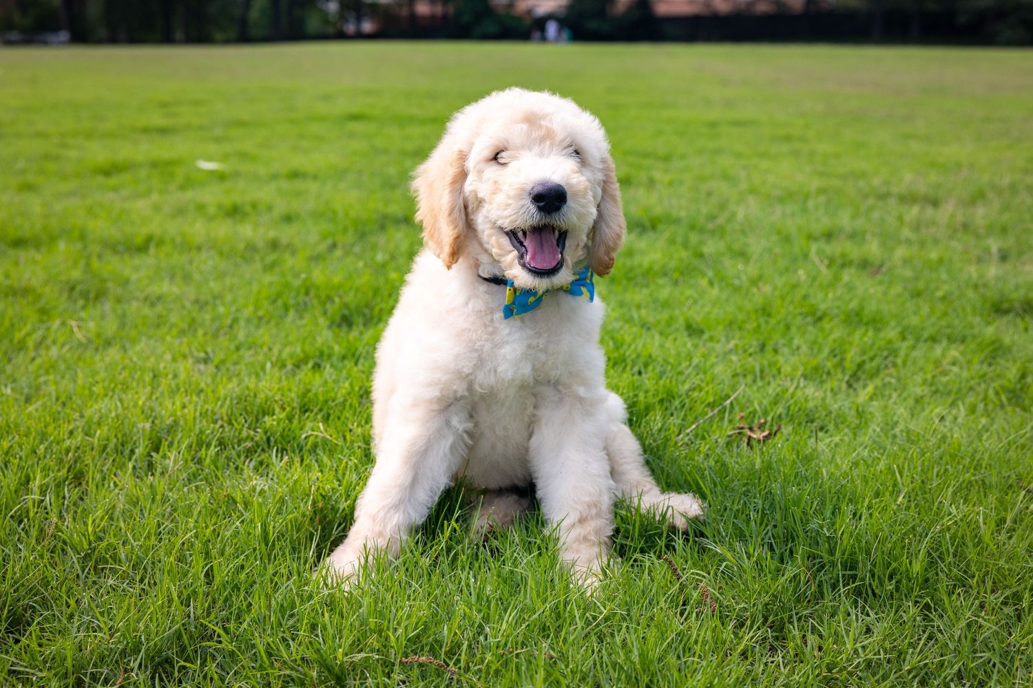 Fluffy golden doodle dog relaxing on a grassy lawn.