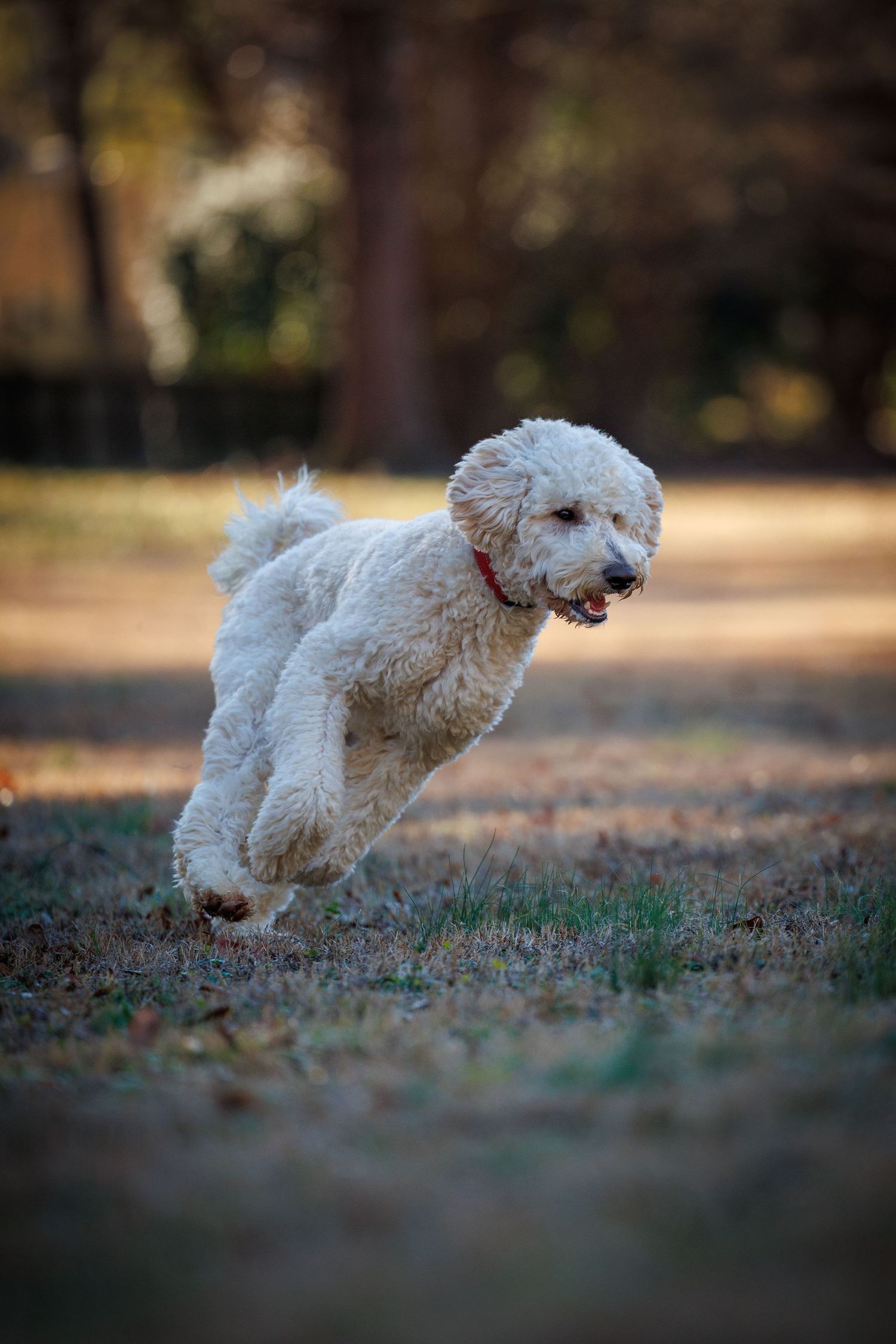 A white Bichon Frise dog runs and plays energetically through fallen autumn leaves in a park.