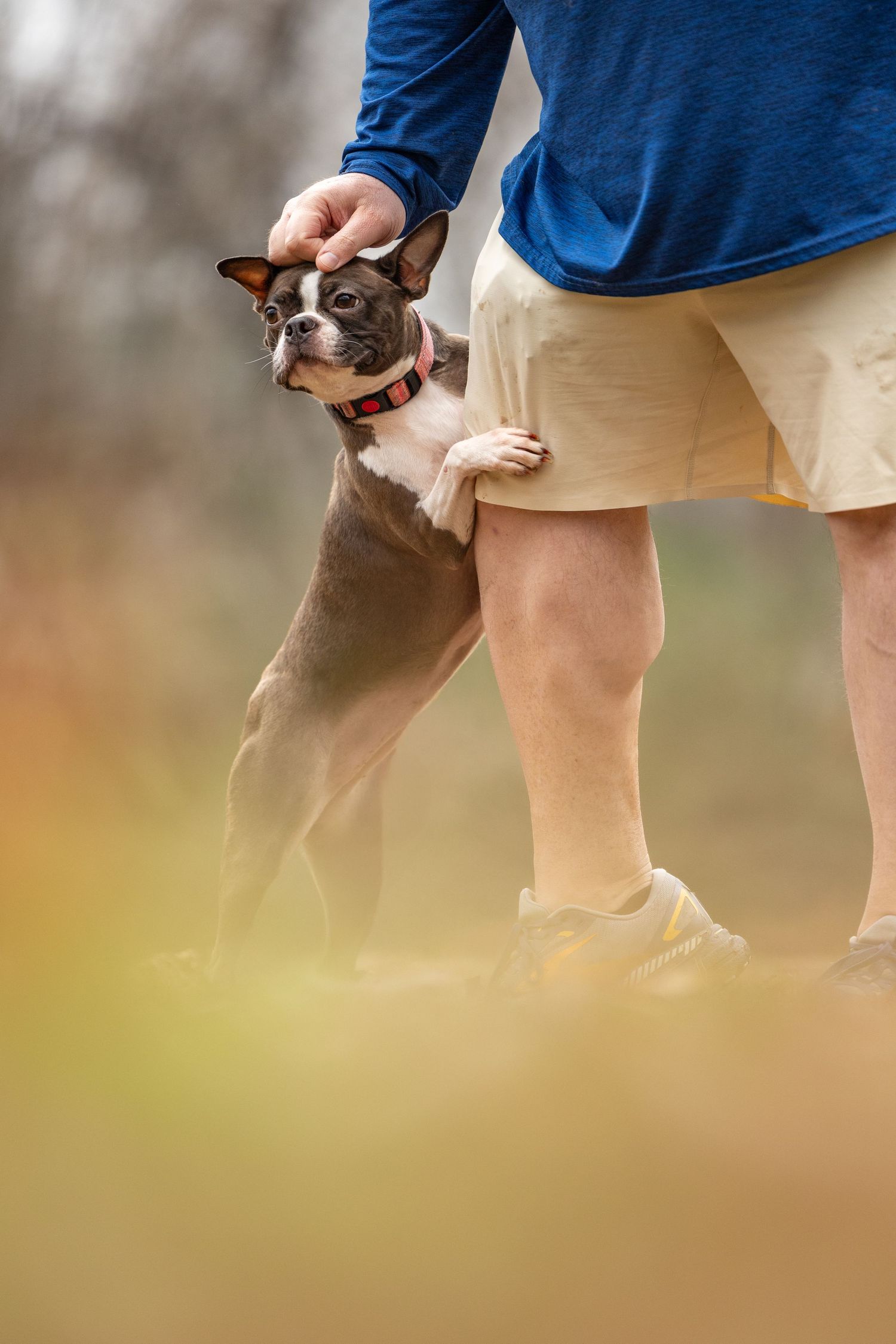 Boston Terrier interacting with person wearing blue shirt and khaki shorts in outdoor setting.