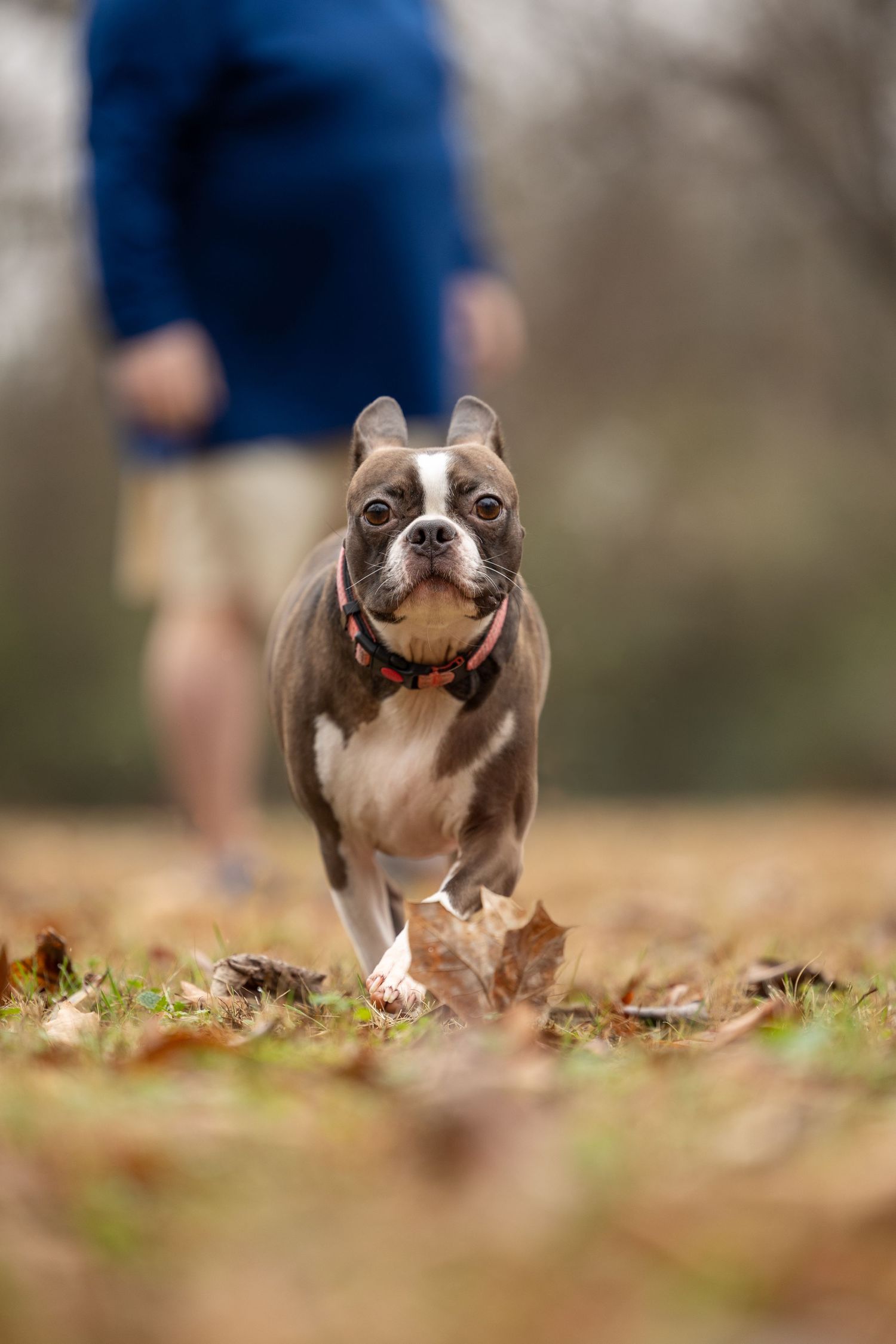 Boston terrier puppy running playfully through autumn leaves in a natural outdoor setting.