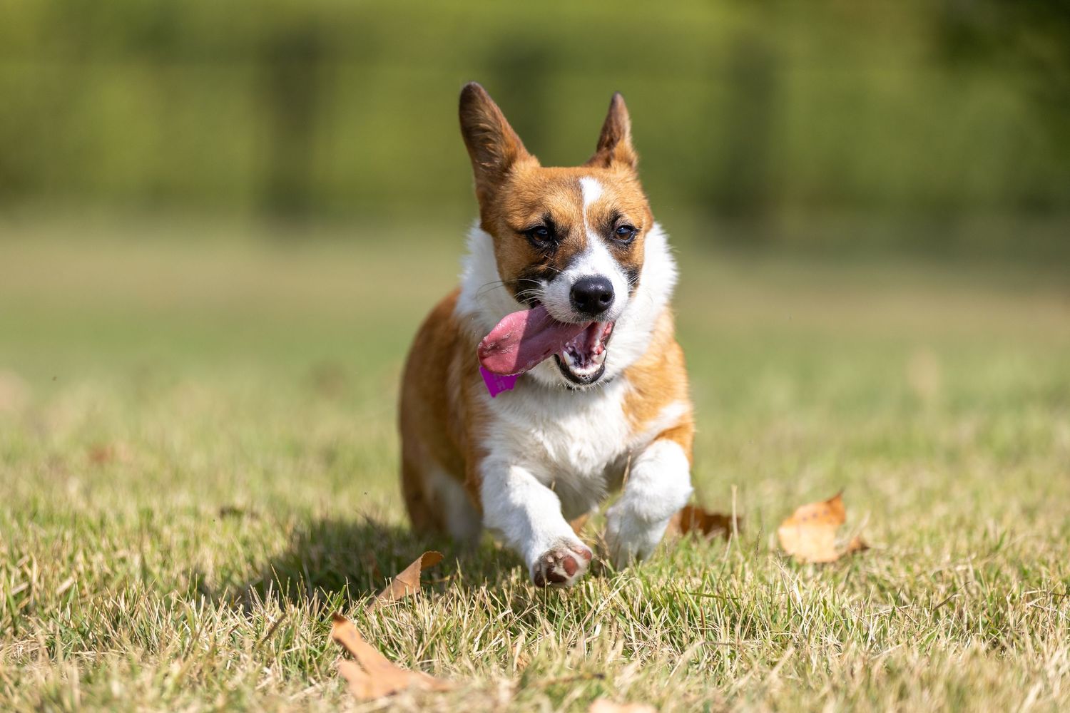 Happy corgi dog lying in grass with tongue out.