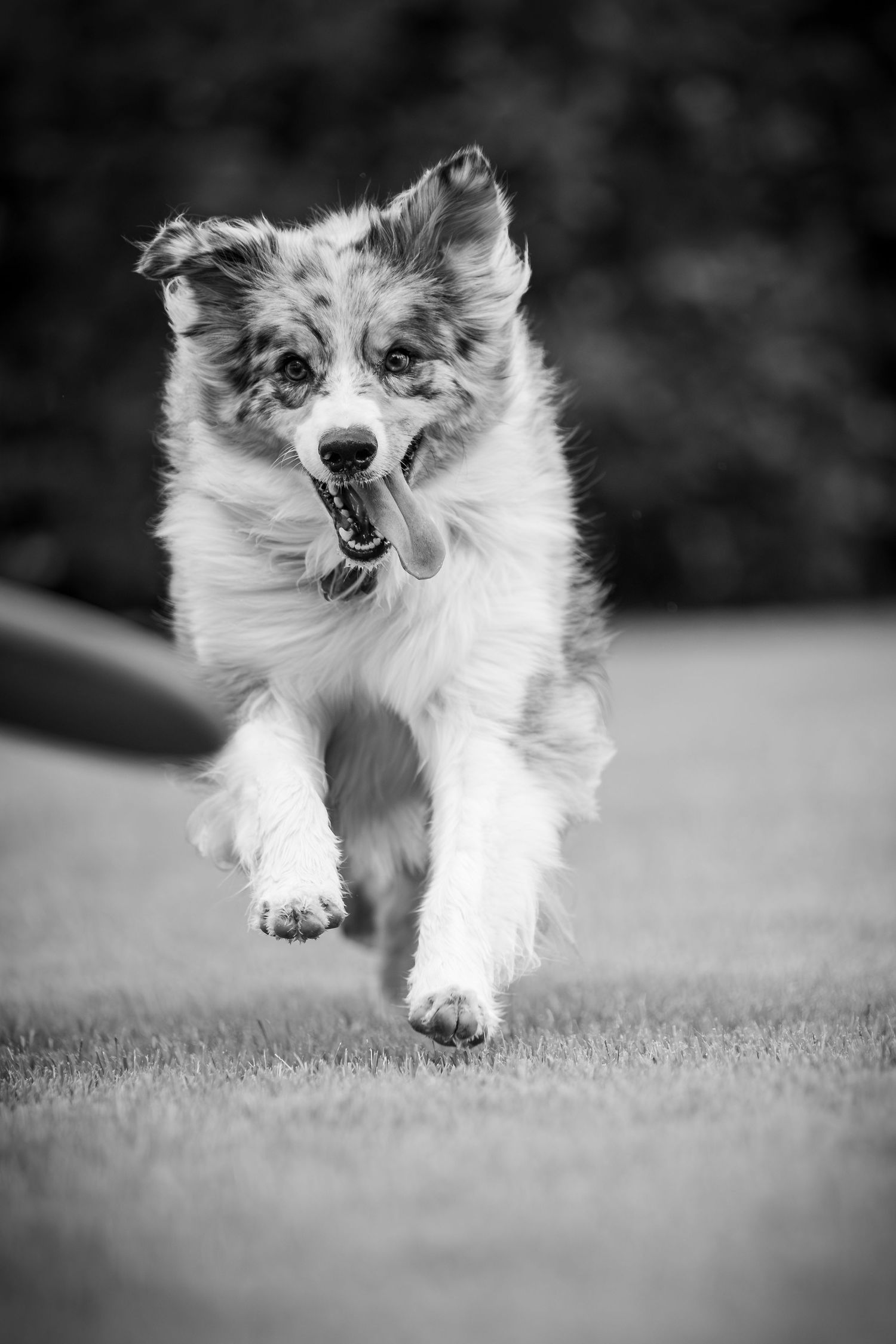 Black and white photo of Australian shepherd running with joyful expression.