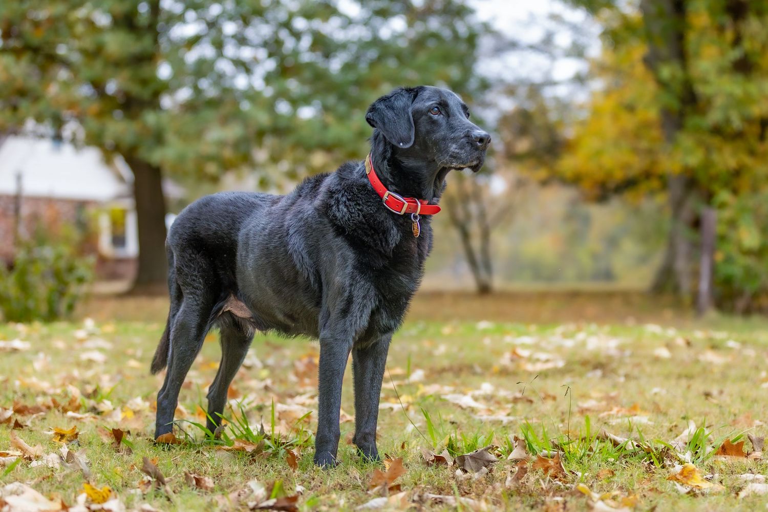 Two black dogs standing alert in a grassy field with fall foliage in the background.