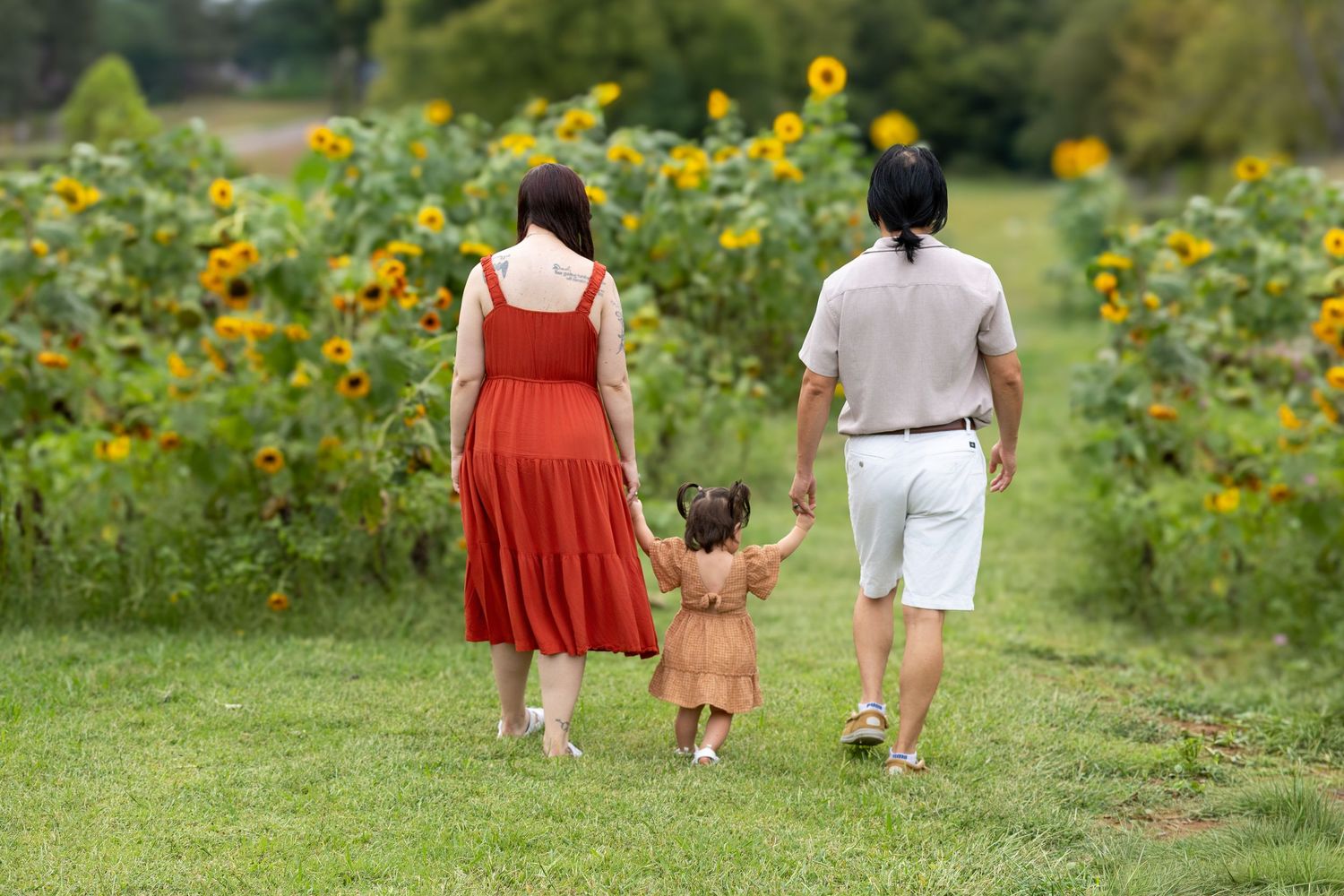 Walking path through a sunflower field with bright yellow blooms on both sides.