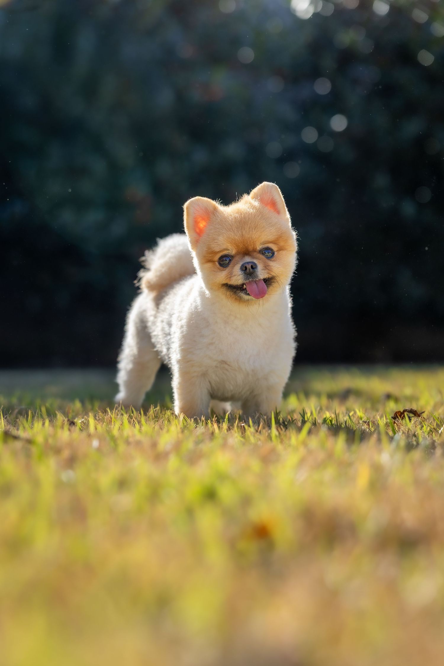 Small Pomeranian dog exploring sunny garden with fluffy cream-colored coat.