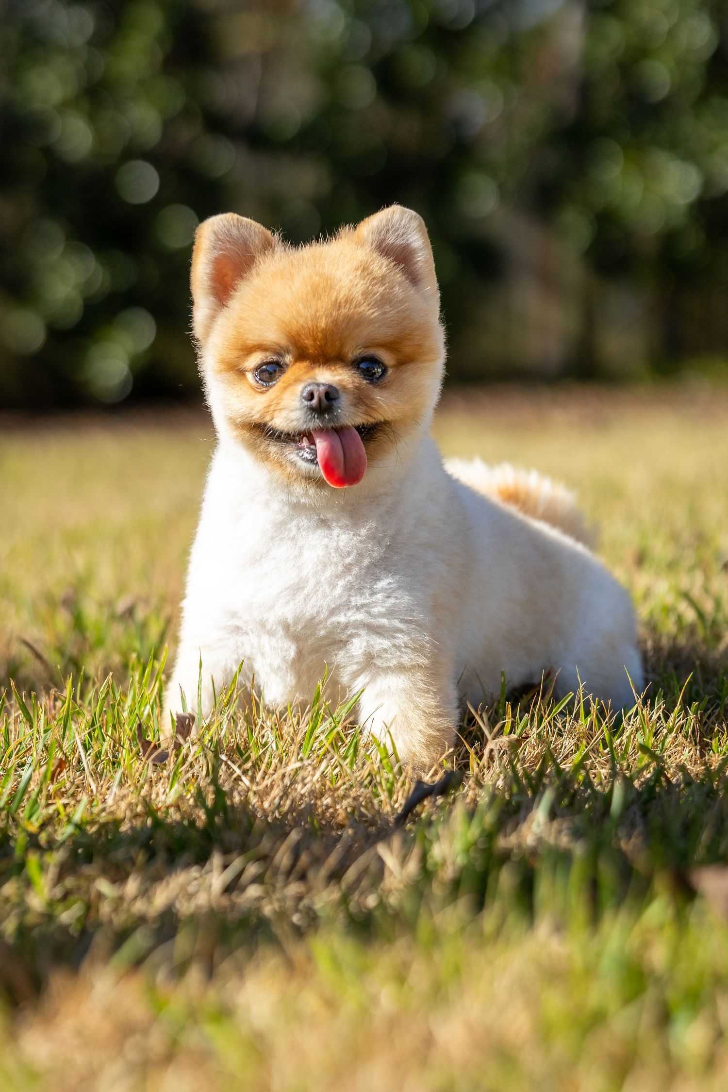 Cream-colored Pomeranian relaxing in grass during golden hour photography session.